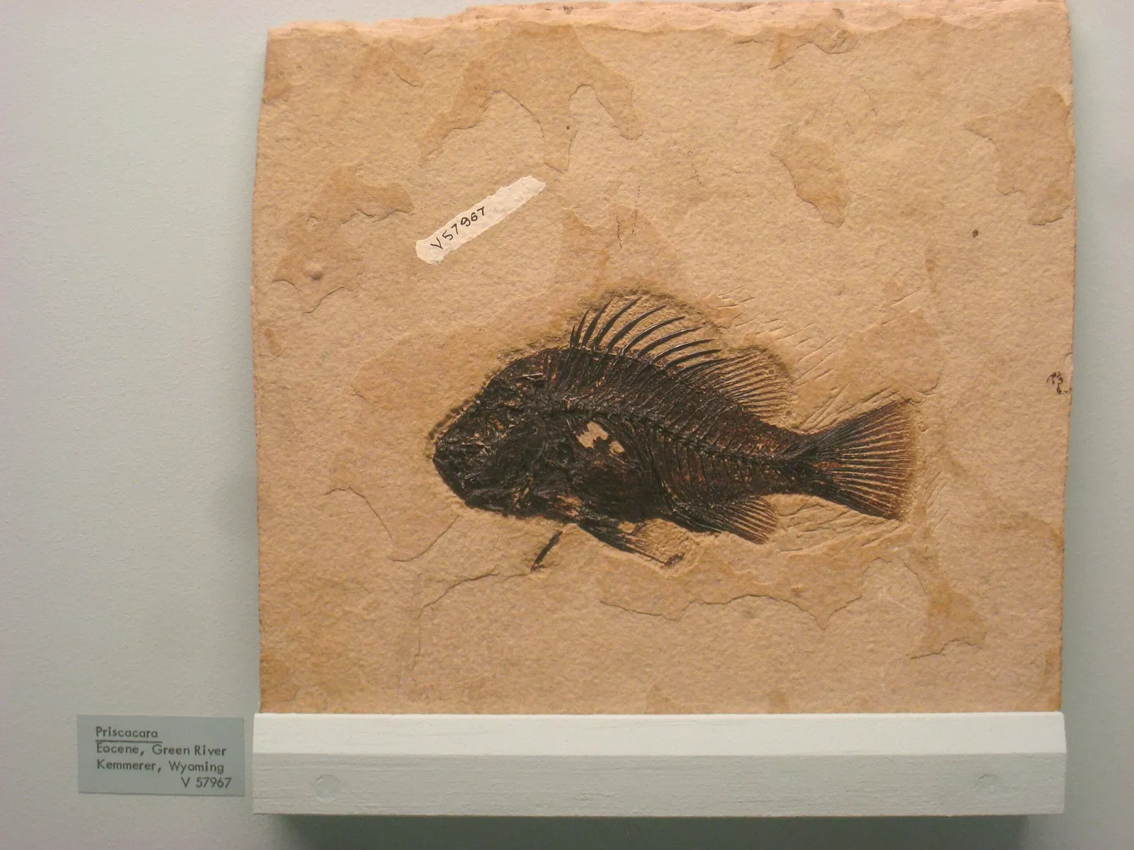 University of Michigan Museum of Natural History