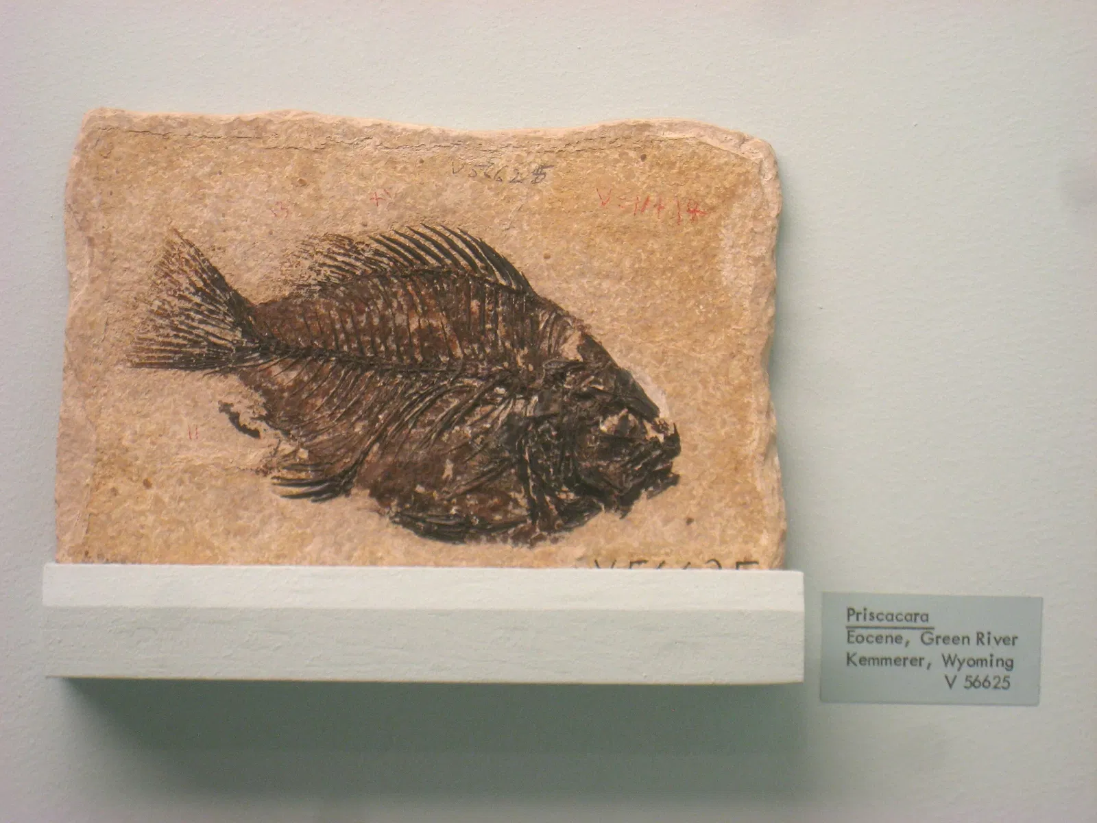 University of Michigan Museum of Natural History