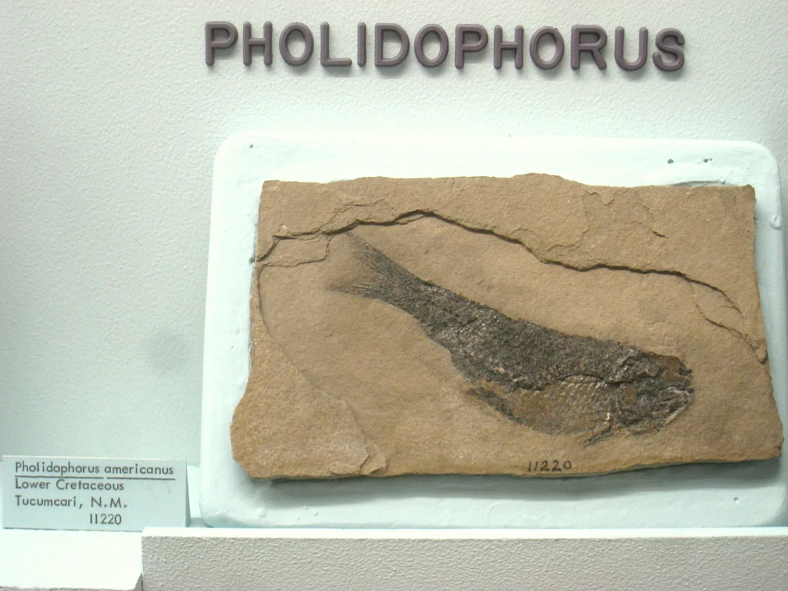 University of Michigan Museum of Natural History