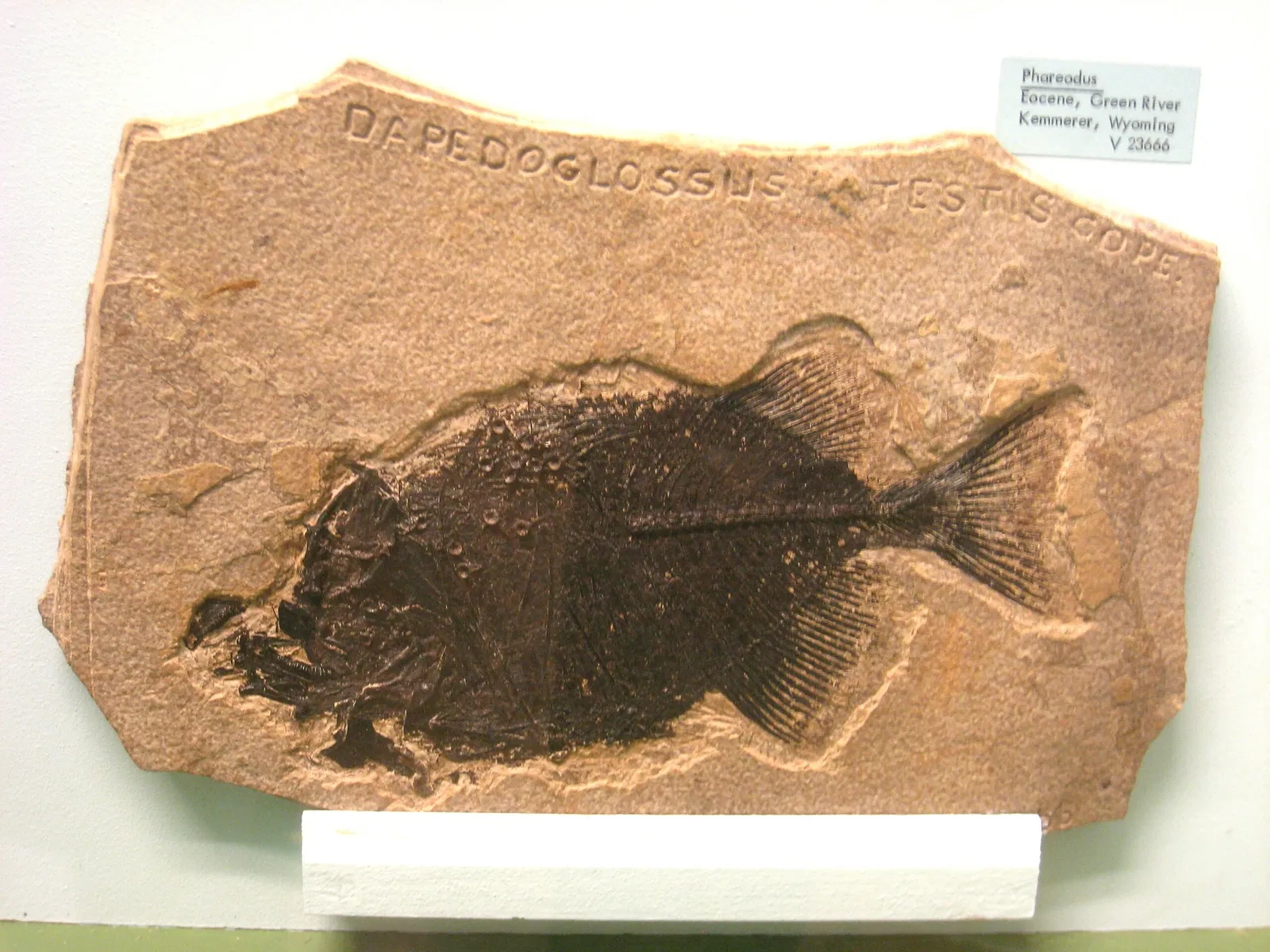 University of Michigan Museum of Natural History