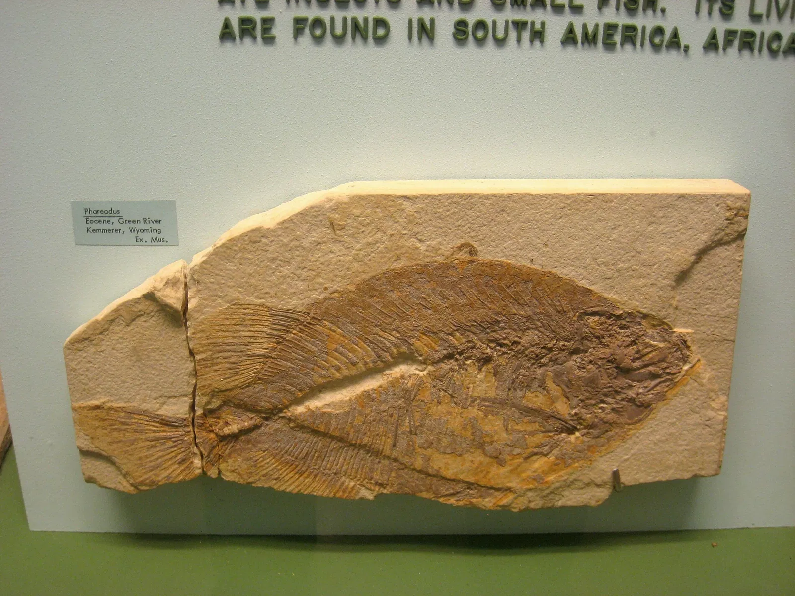 University of Michigan Museum of Natural History