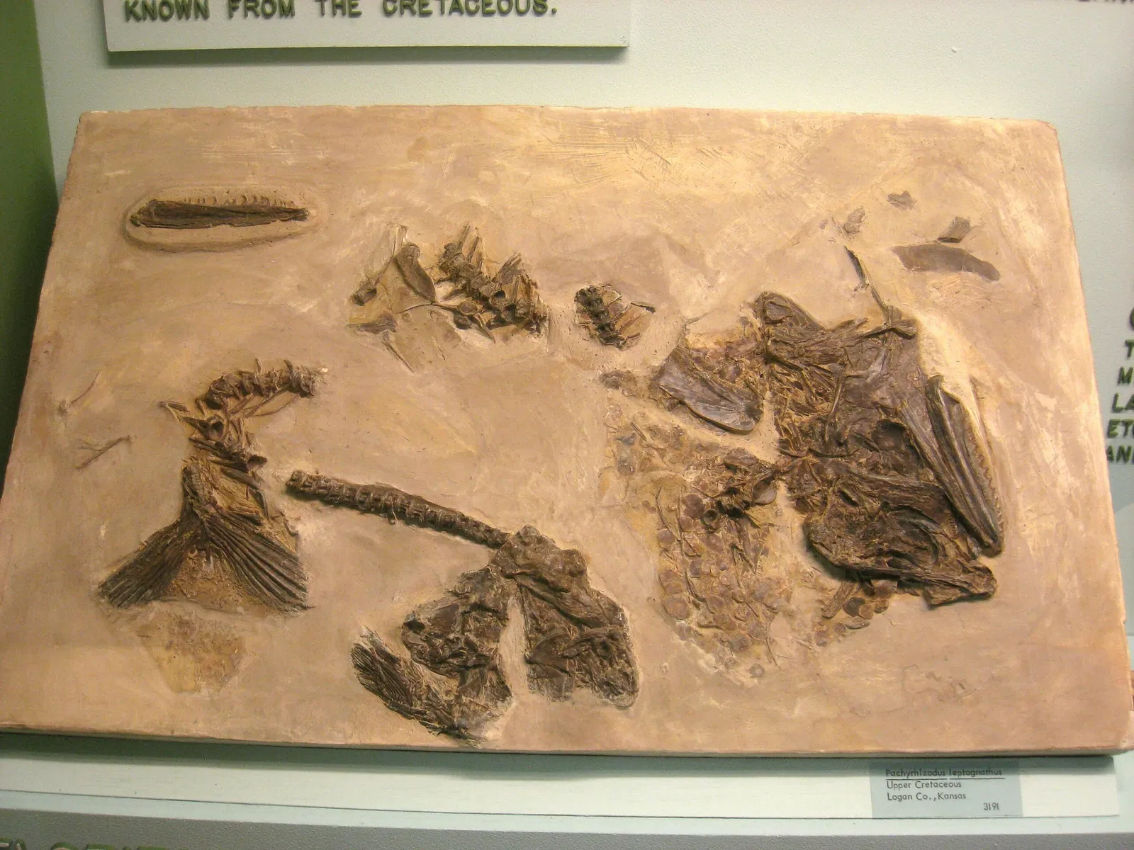 University of Michigan Museum of Natural History