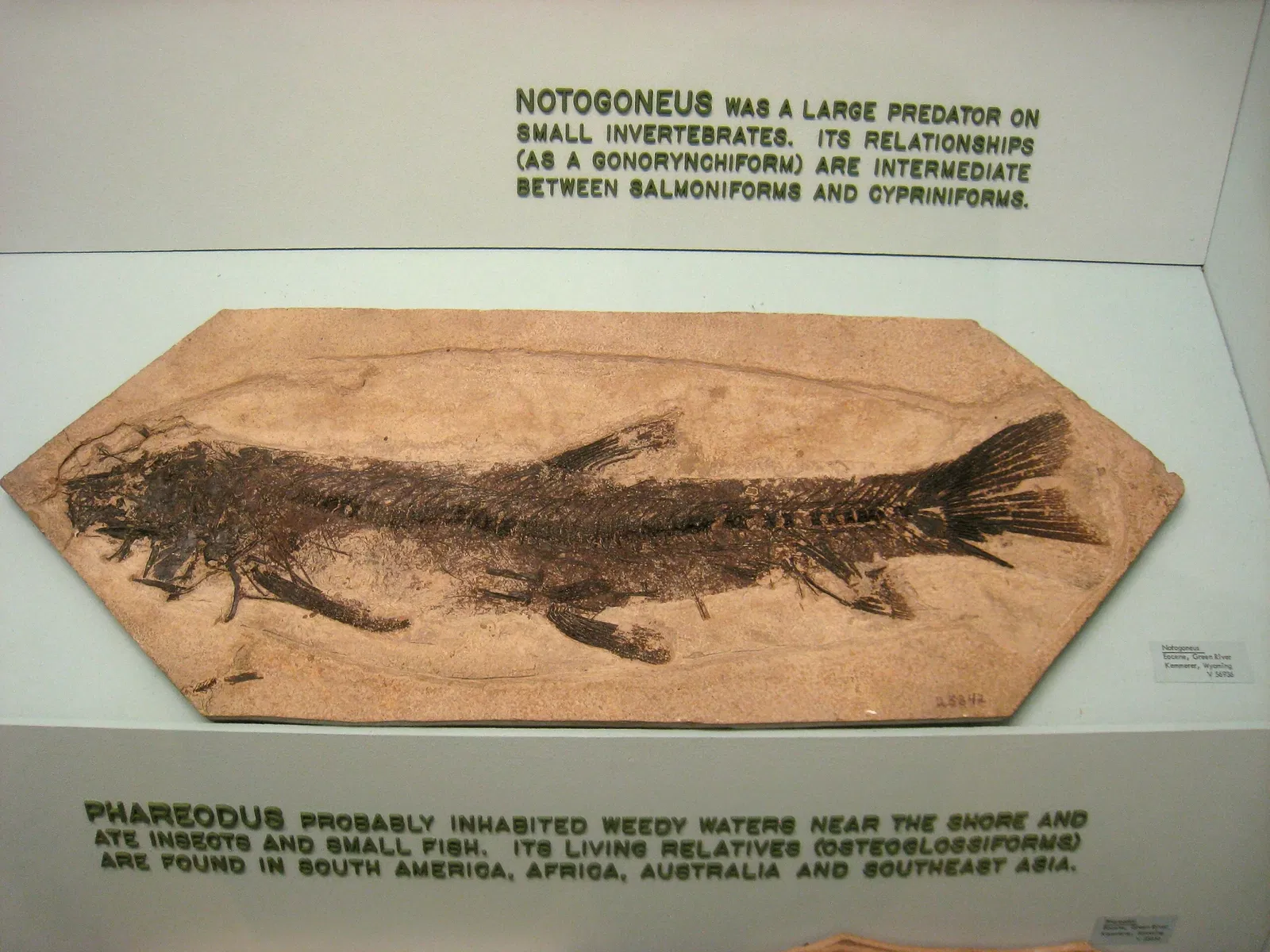 University of Michigan Museum of Natural History