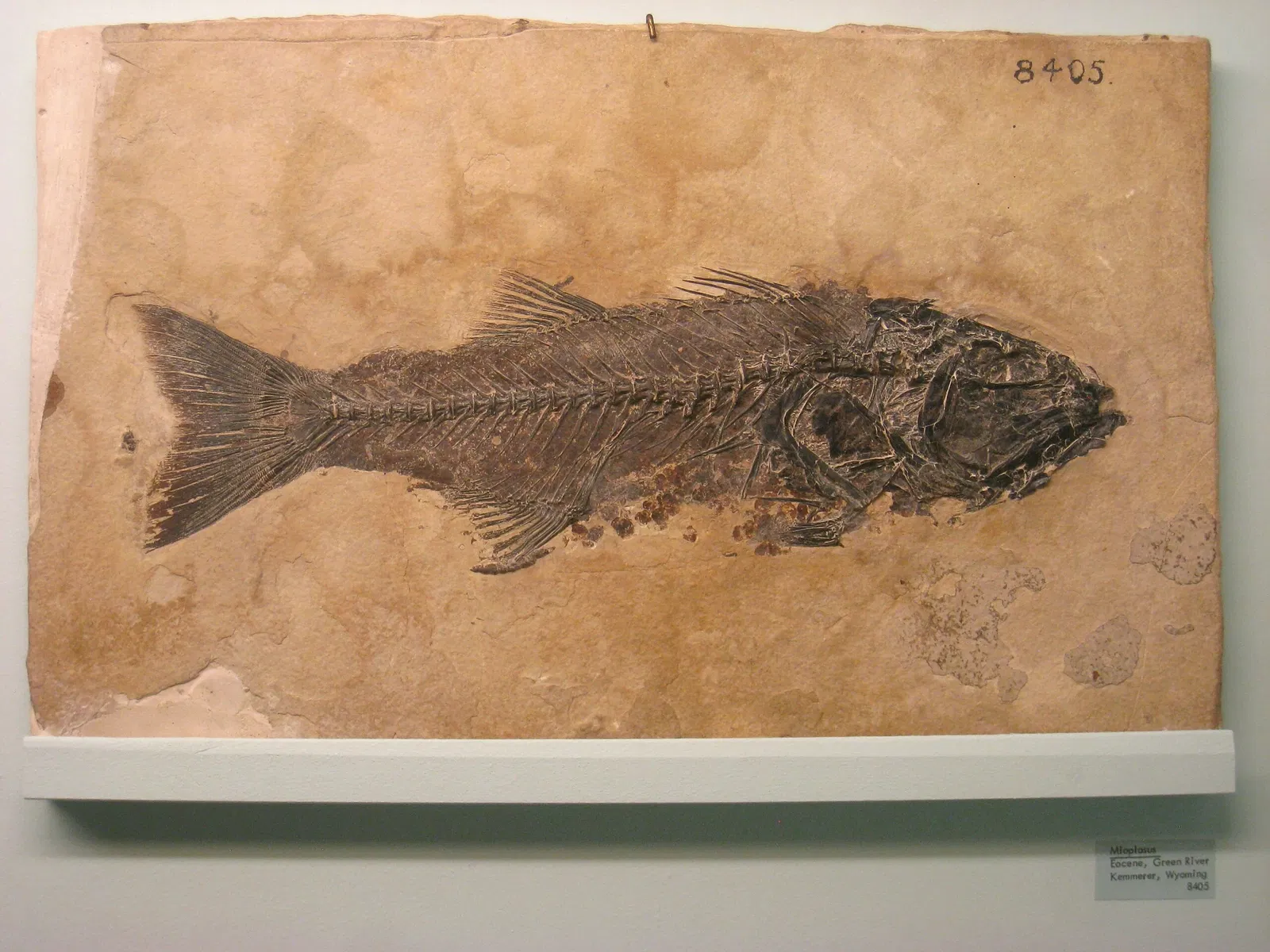 University of Michigan Museum of Natural History