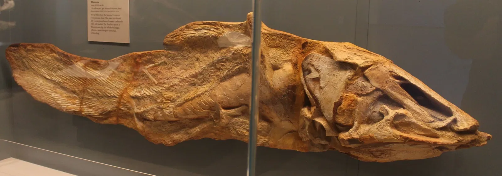 University of Michigan Museum of Natural History