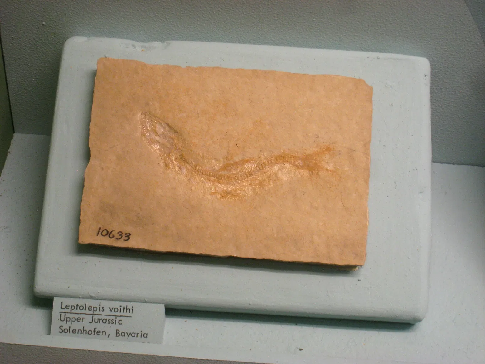 University of Michigan Museum of Natural History