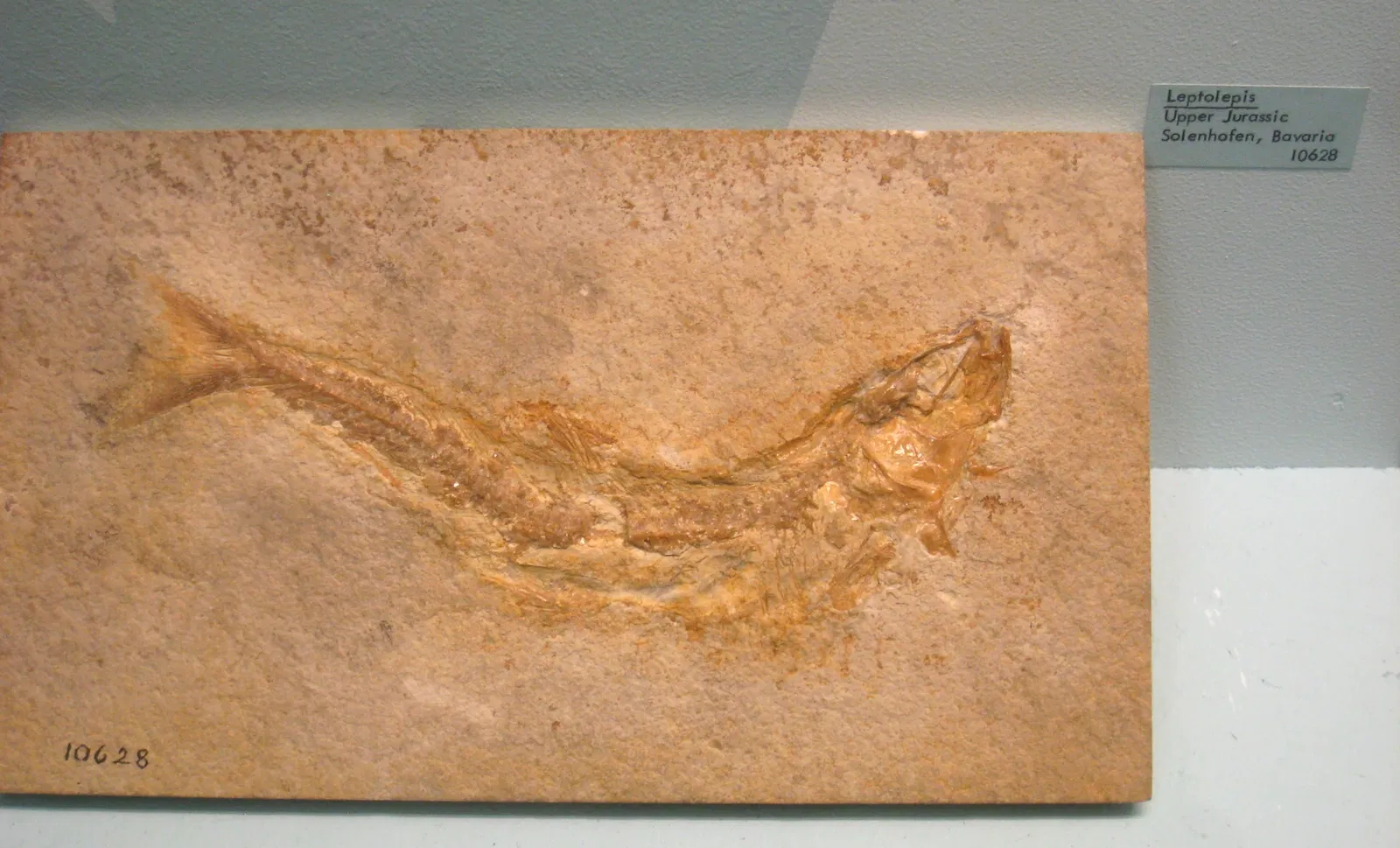 University of Michigan Museum of Natural History