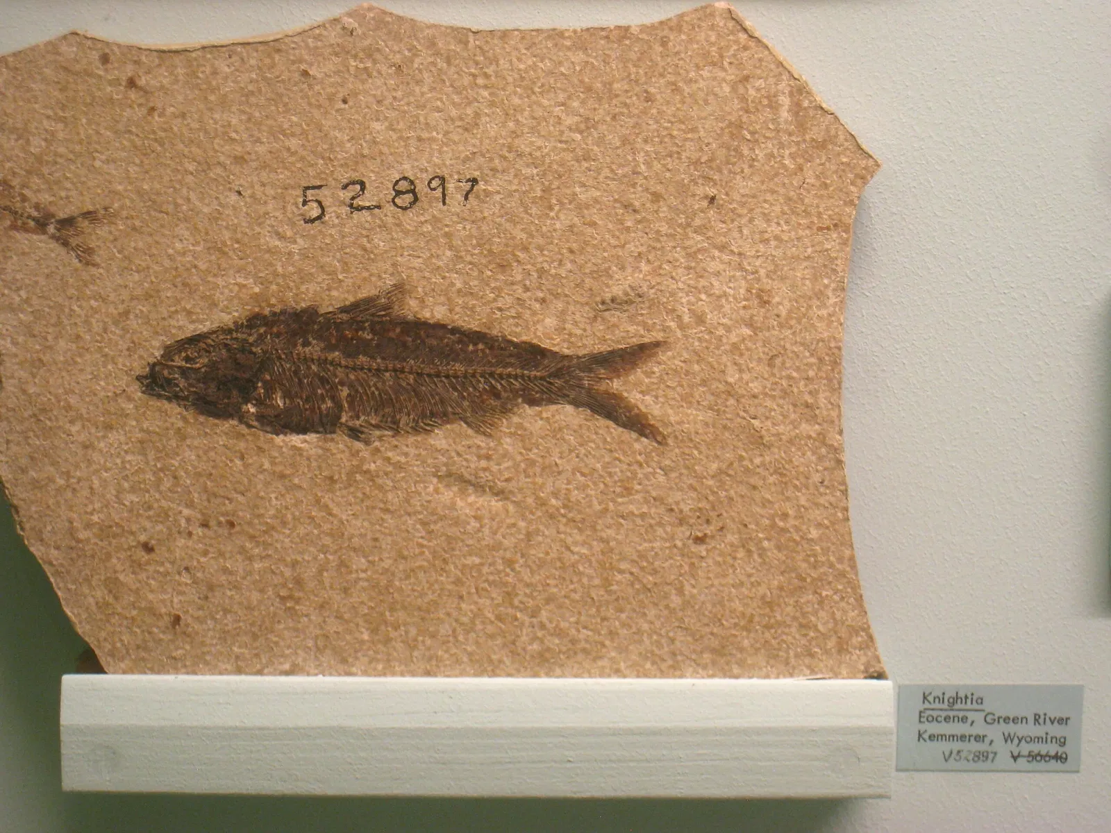 University of Michigan Museum of Natural History