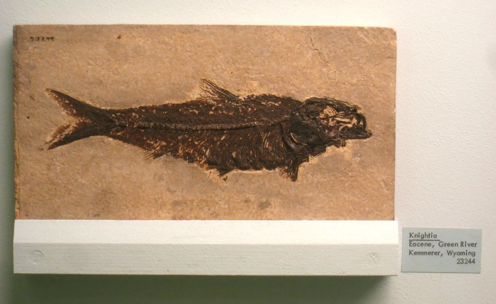 University of Michigan Museum of Natural History