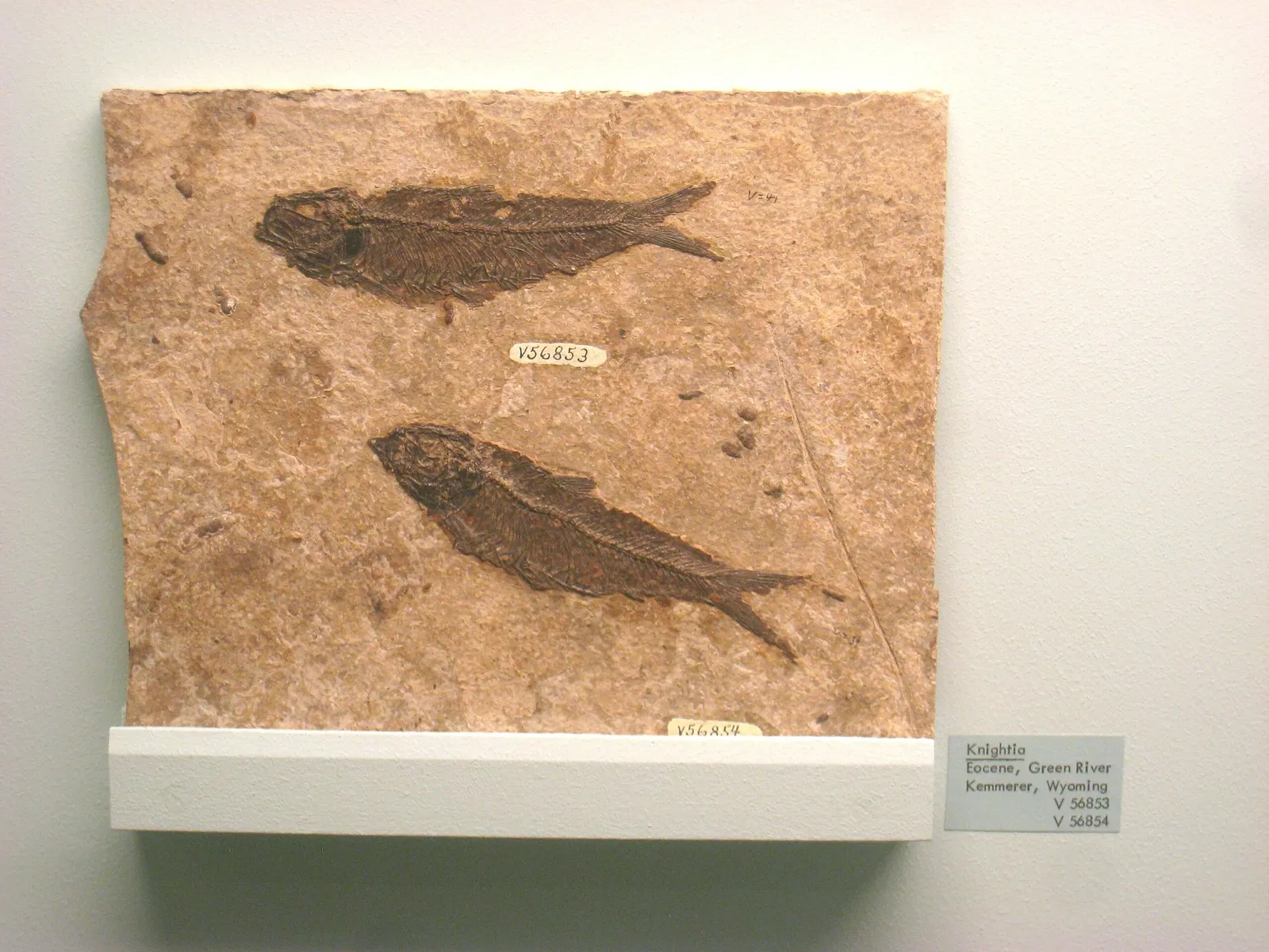 University of Michigan Museum of Natural History