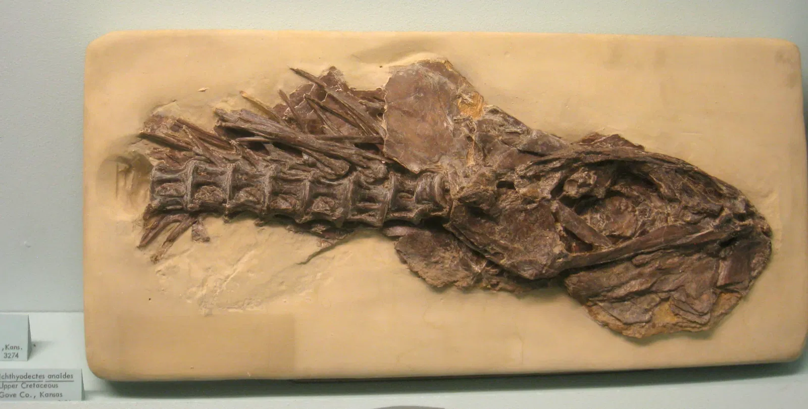 University of Michigan Museum of Natural History