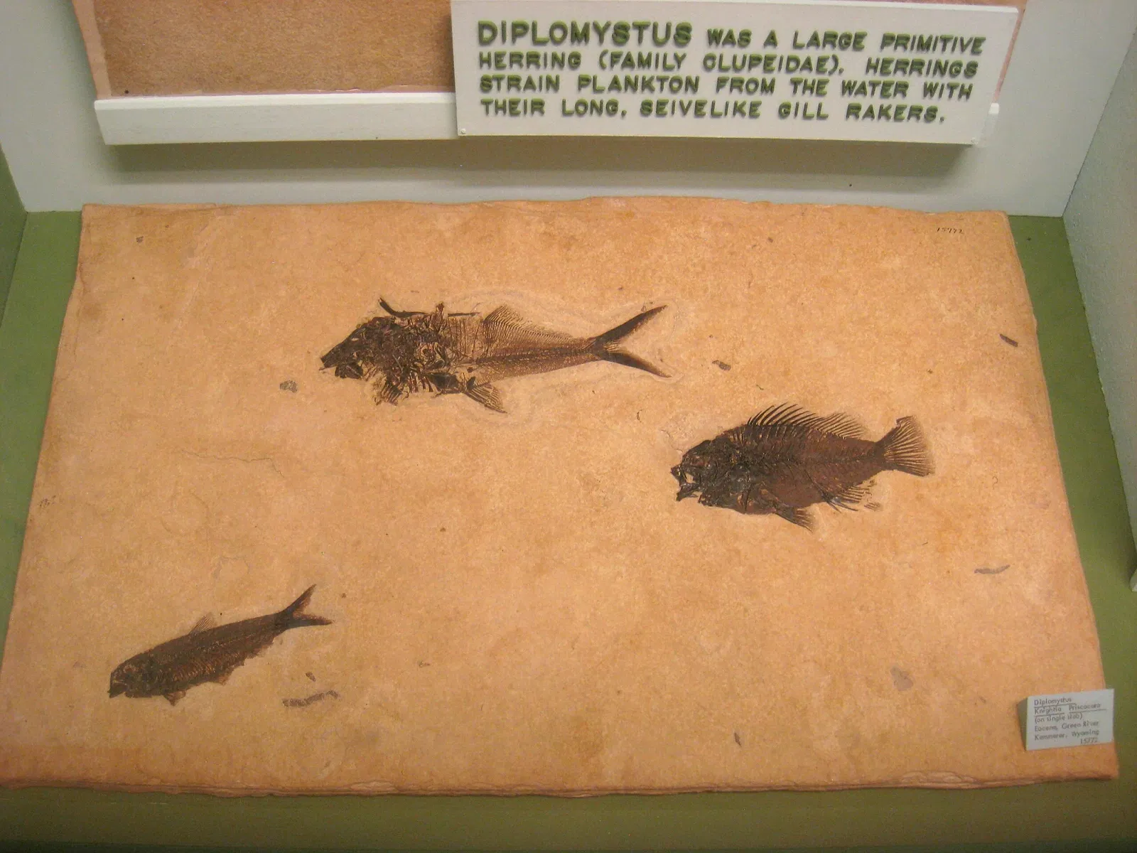 University of Michigan Museum of Natural History