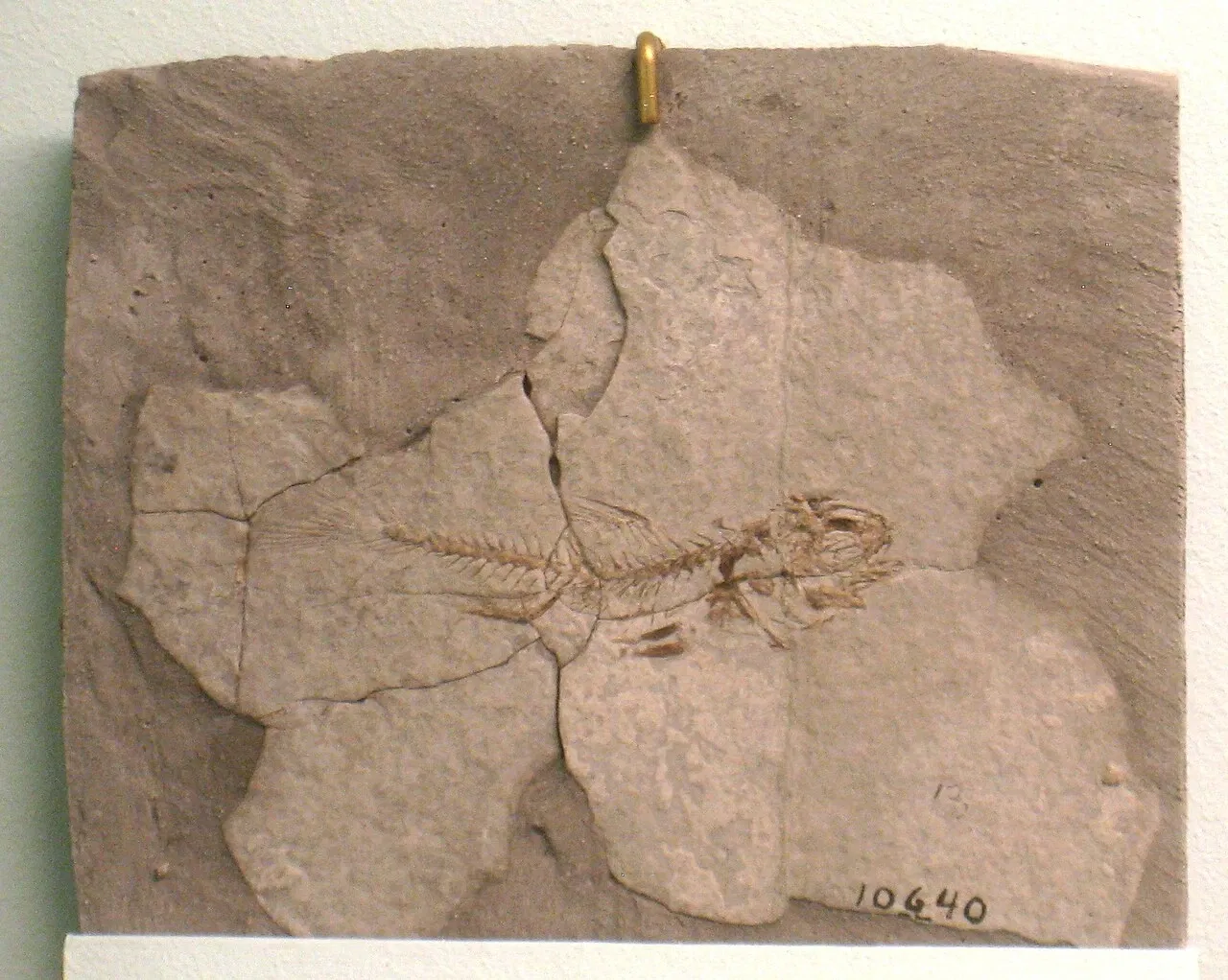 University of Michigan Museum of Natural History