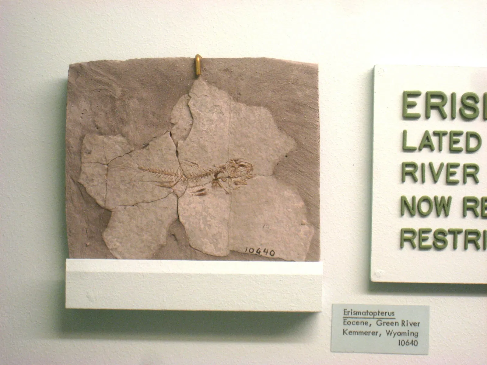 University of Michigan Museum of Natural History