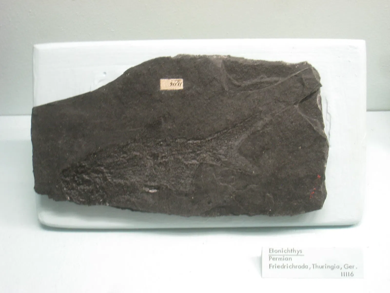 University of Michigan Museum of Natural History