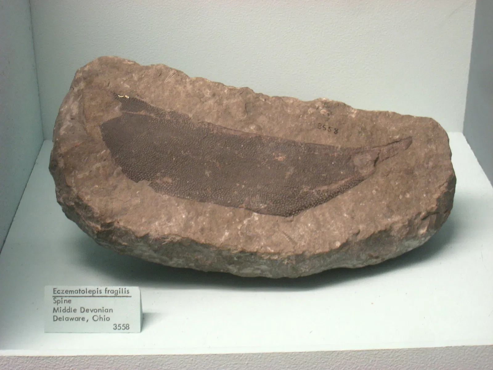 University of Michigan Museum of Natural History