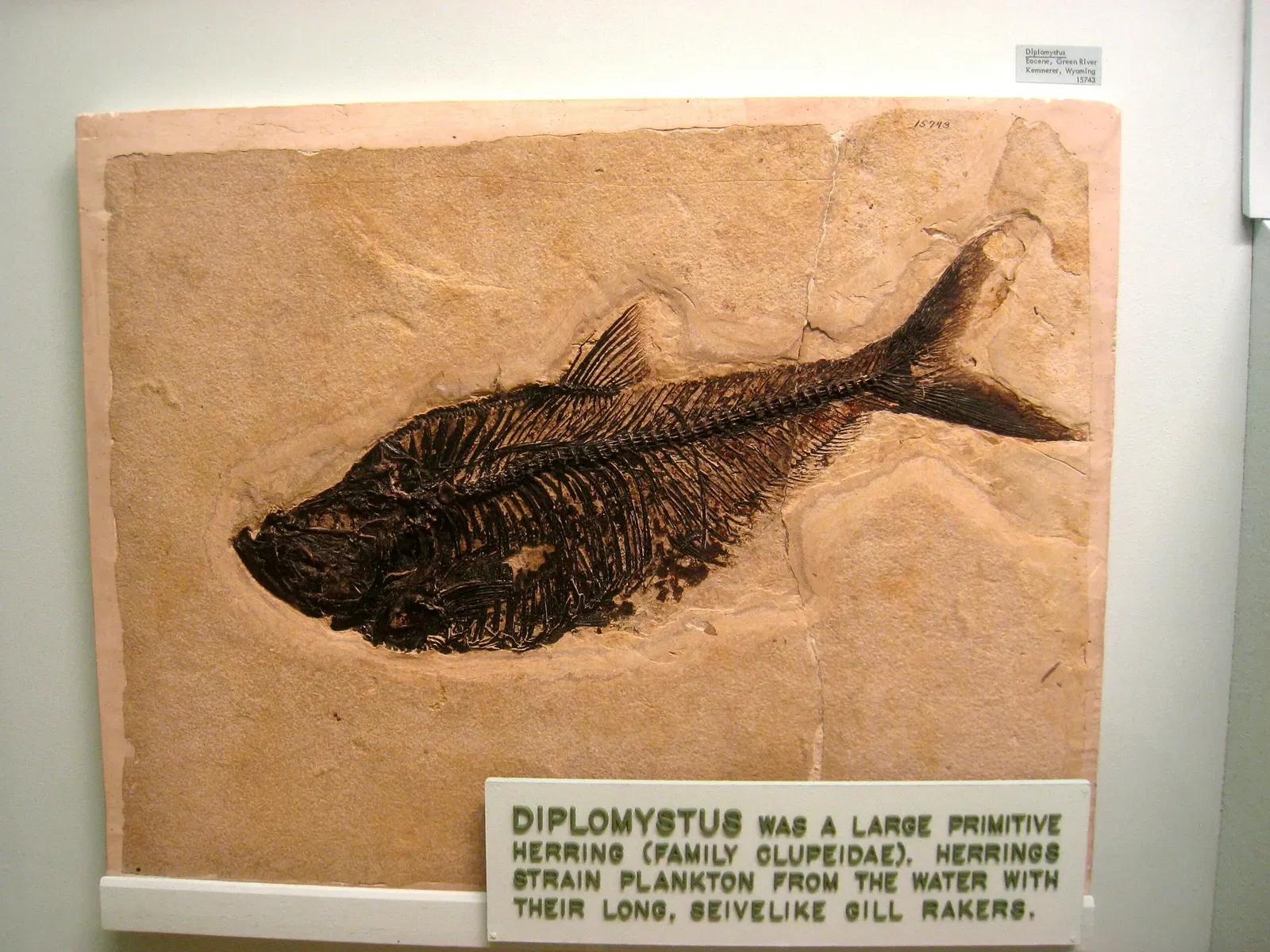 University of Michigan Museum of Natural History