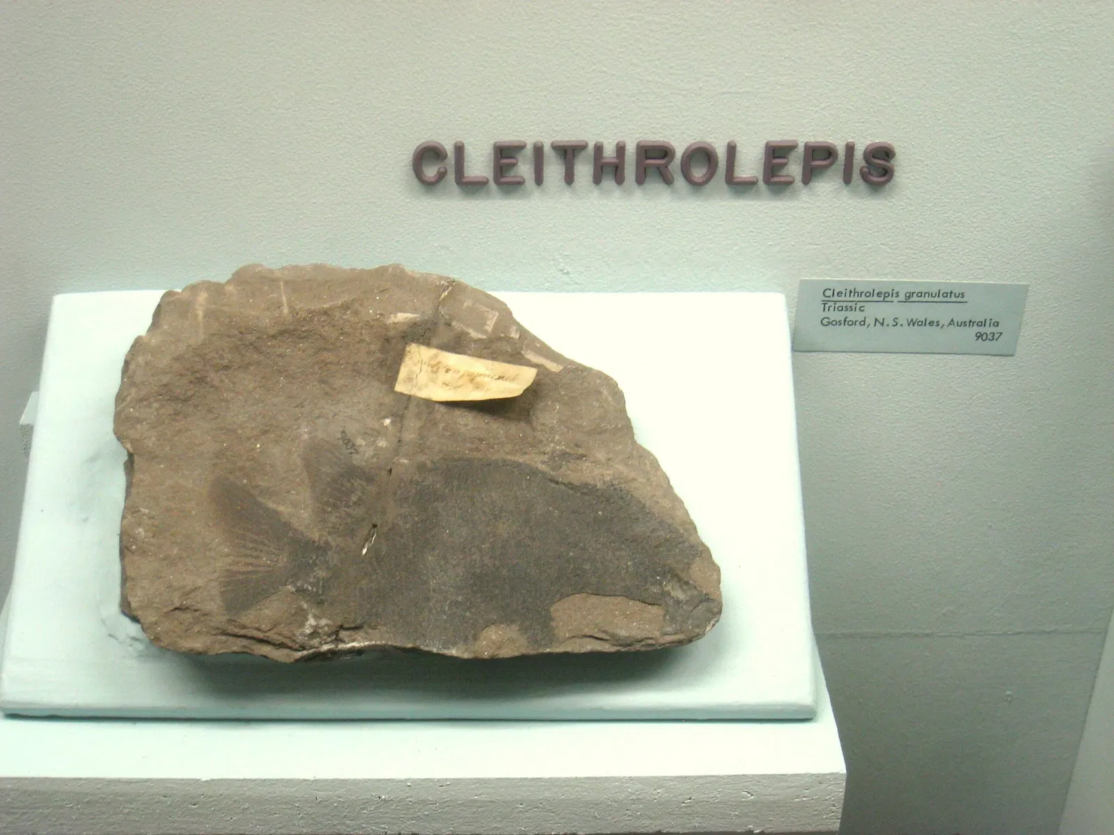 University of Michigan Museum of Natural History