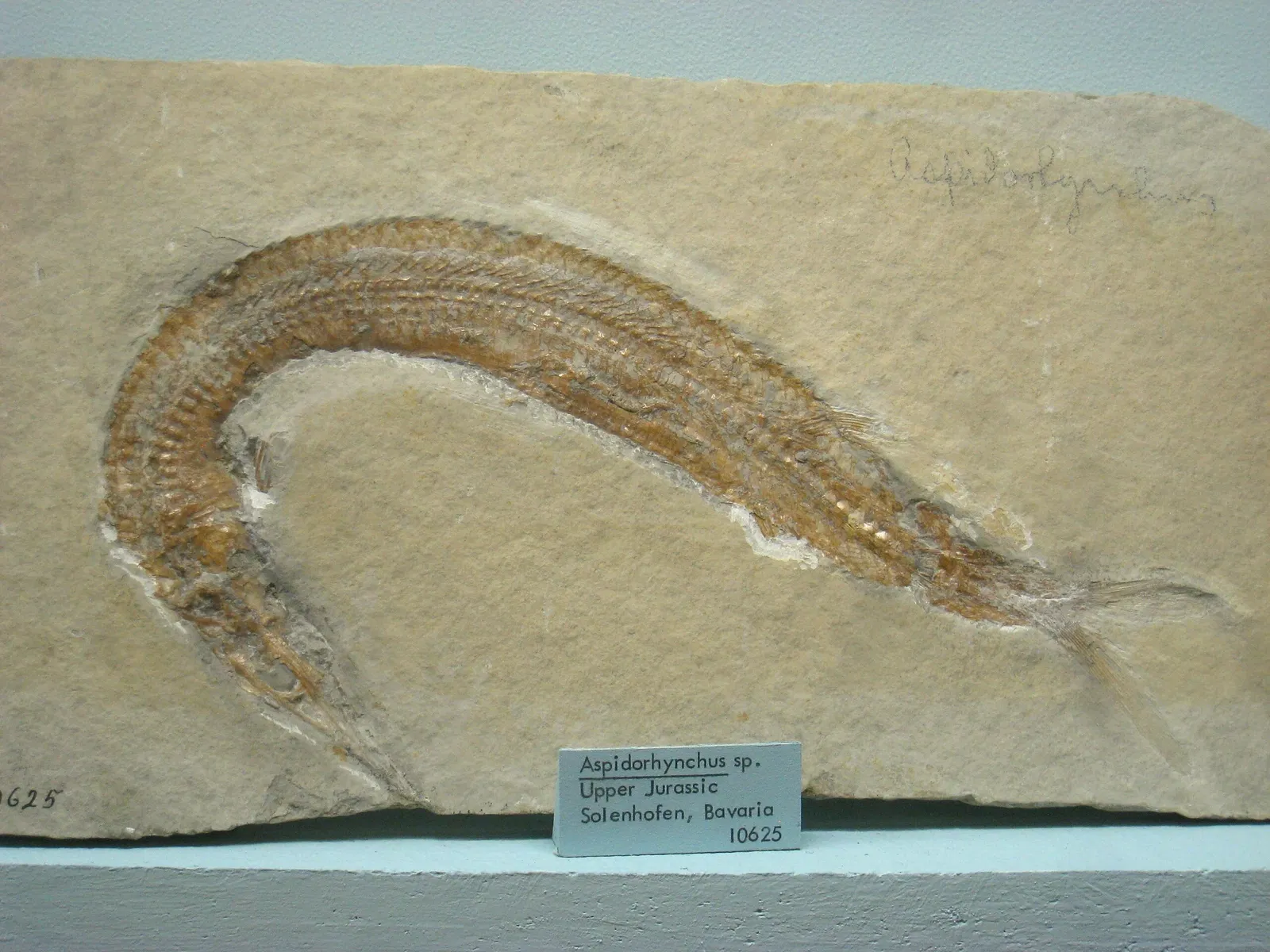 University of Michigan Museum of Natural History