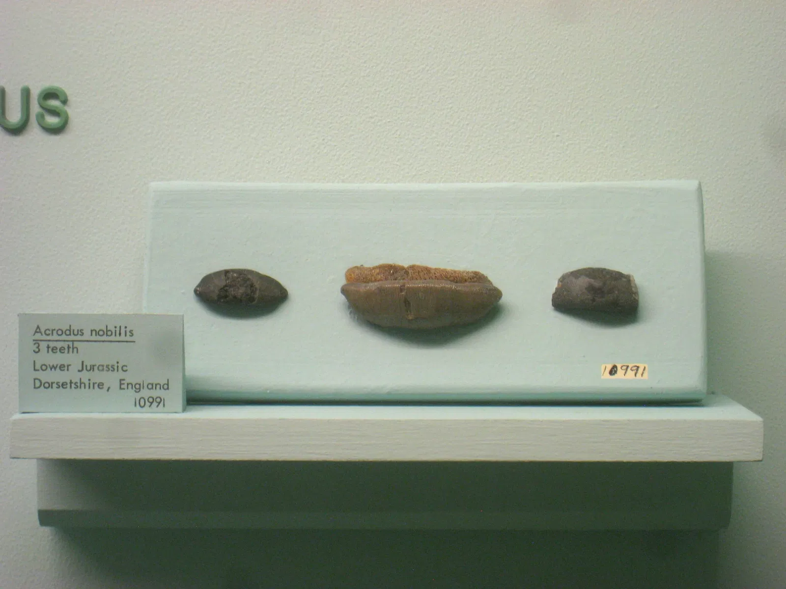 University of Michigan Museum of Natural History