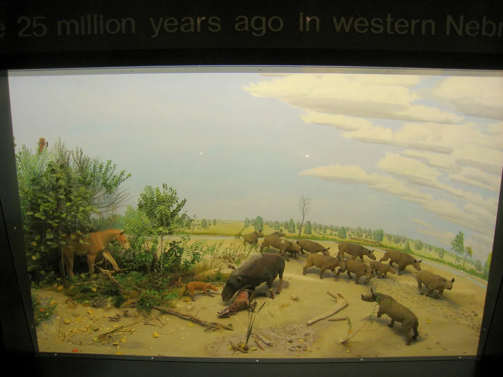 University of Michigan Museum of Natural History