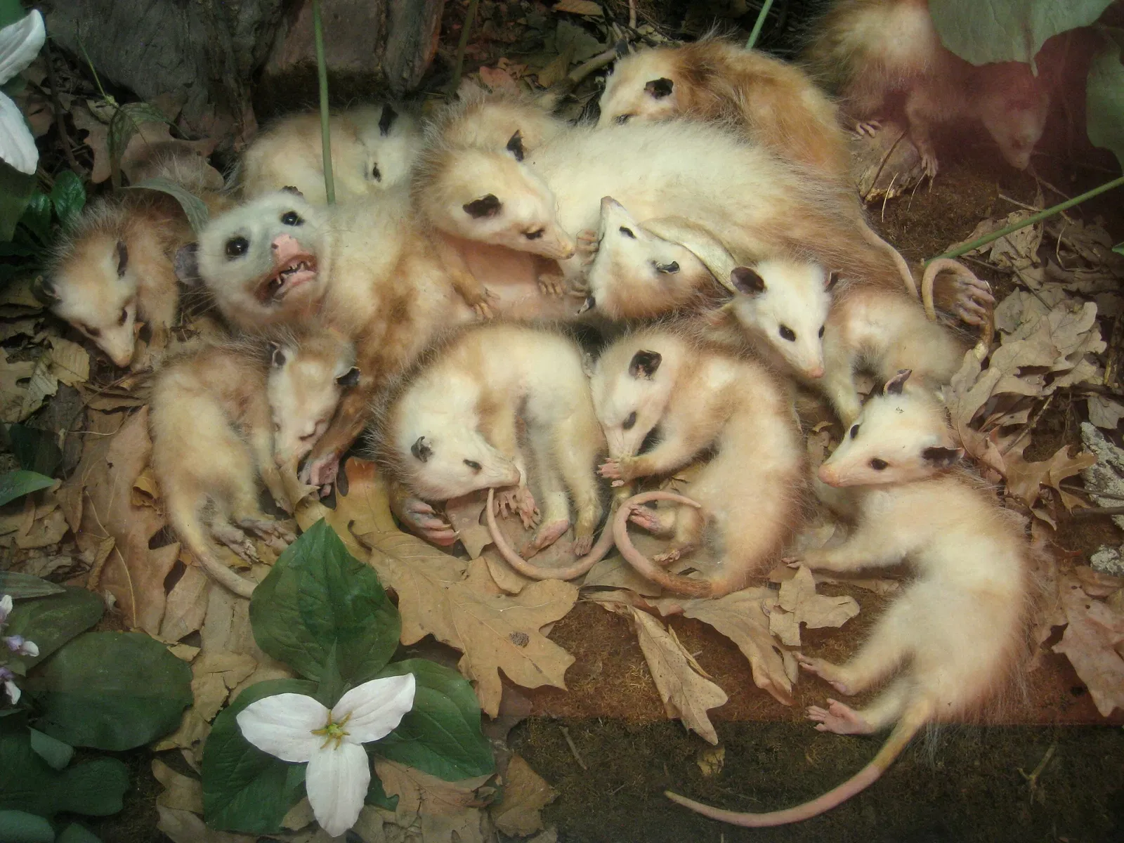 University of Michigan Museum of Natural History