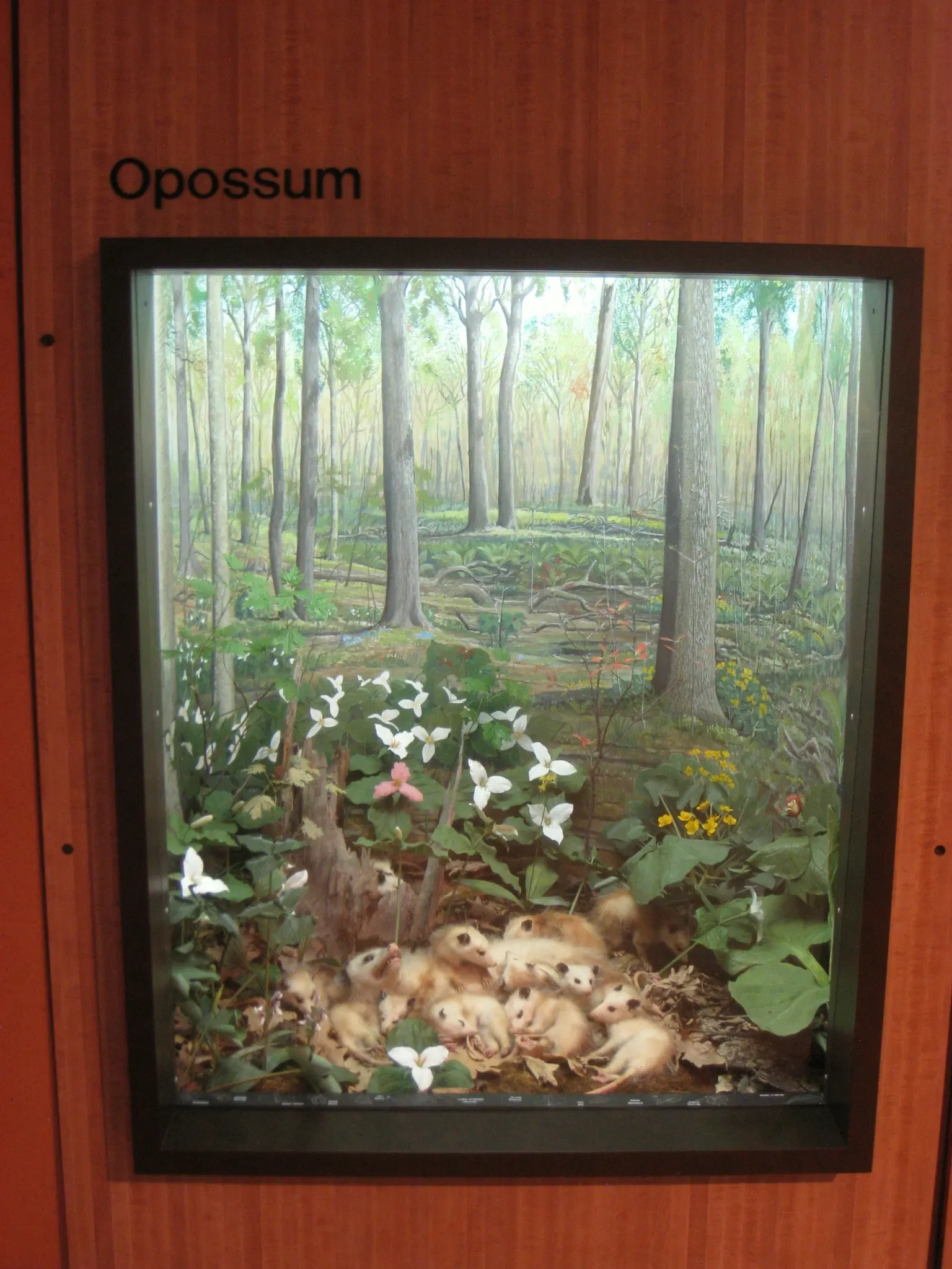 University of Michigan Museum of Natural History