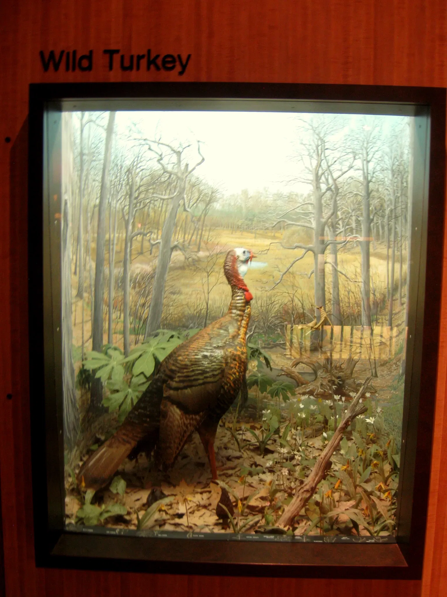 University of Michigan Museum of Natural History