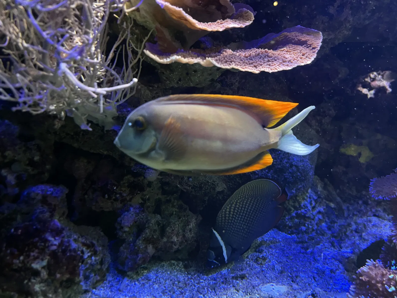 North Carolina Aquarium At Fort Fisher • Alissa