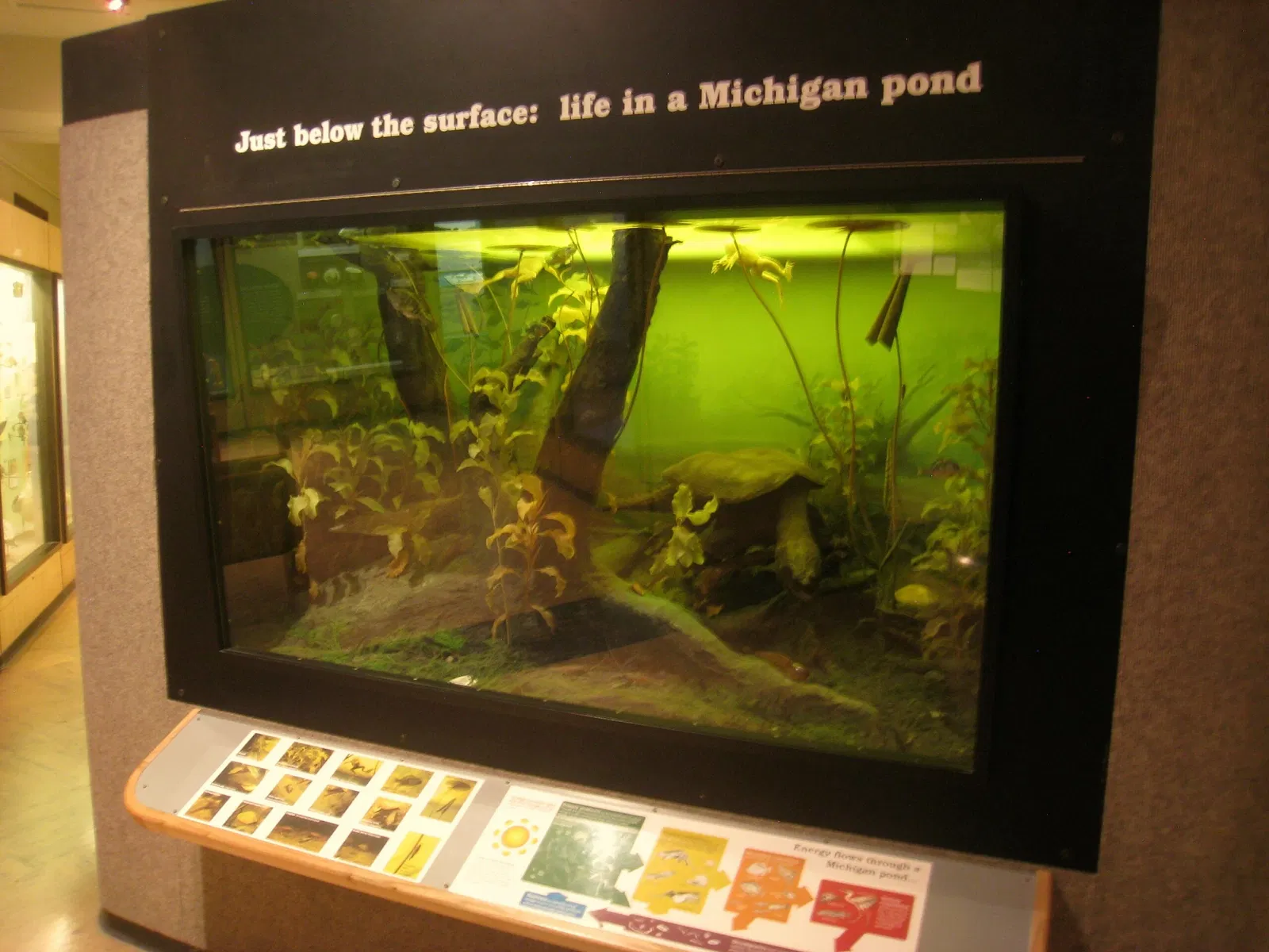 University of Michigan Museum of Natural History