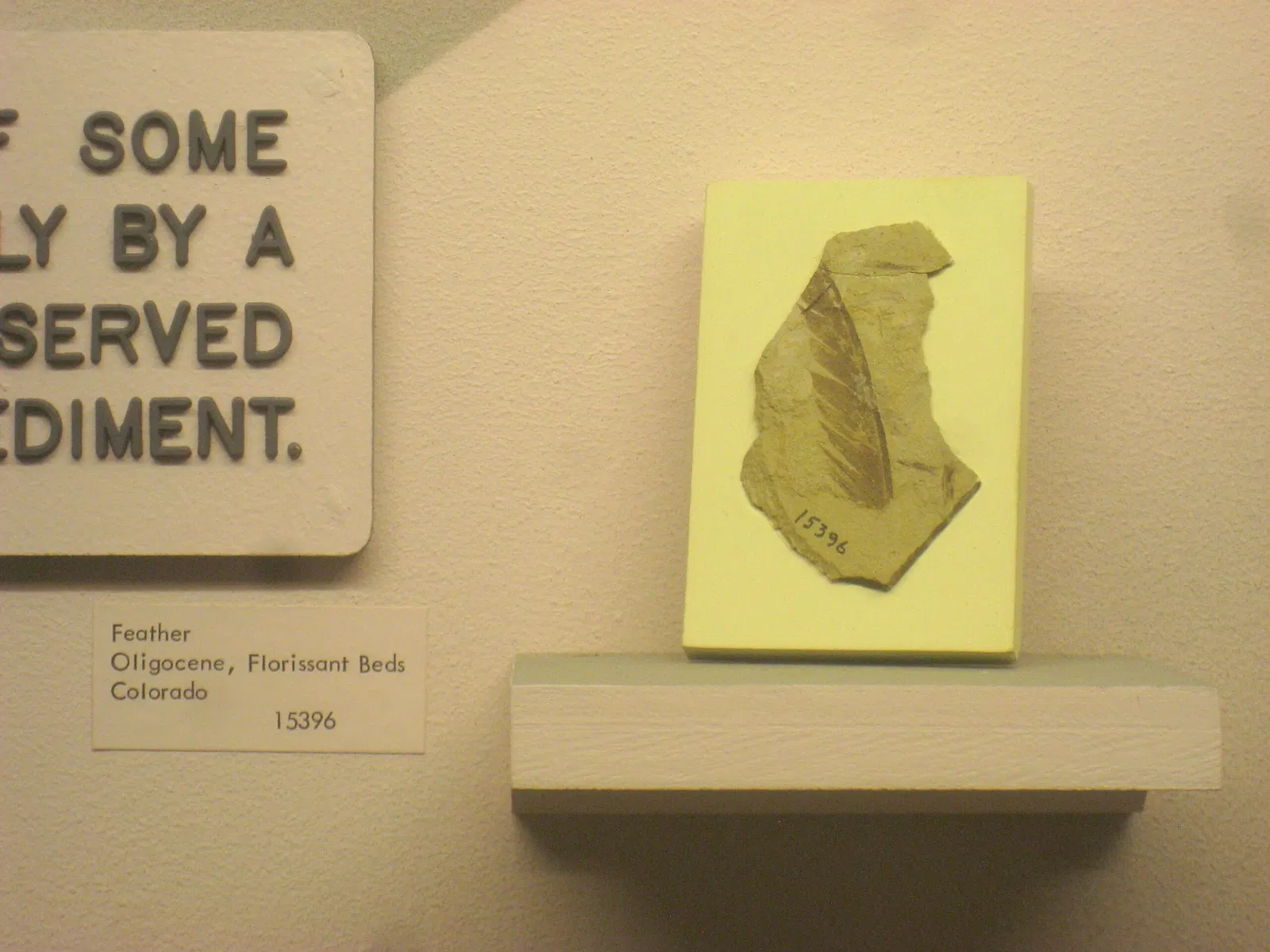 University of Michigan Museum of Natural History