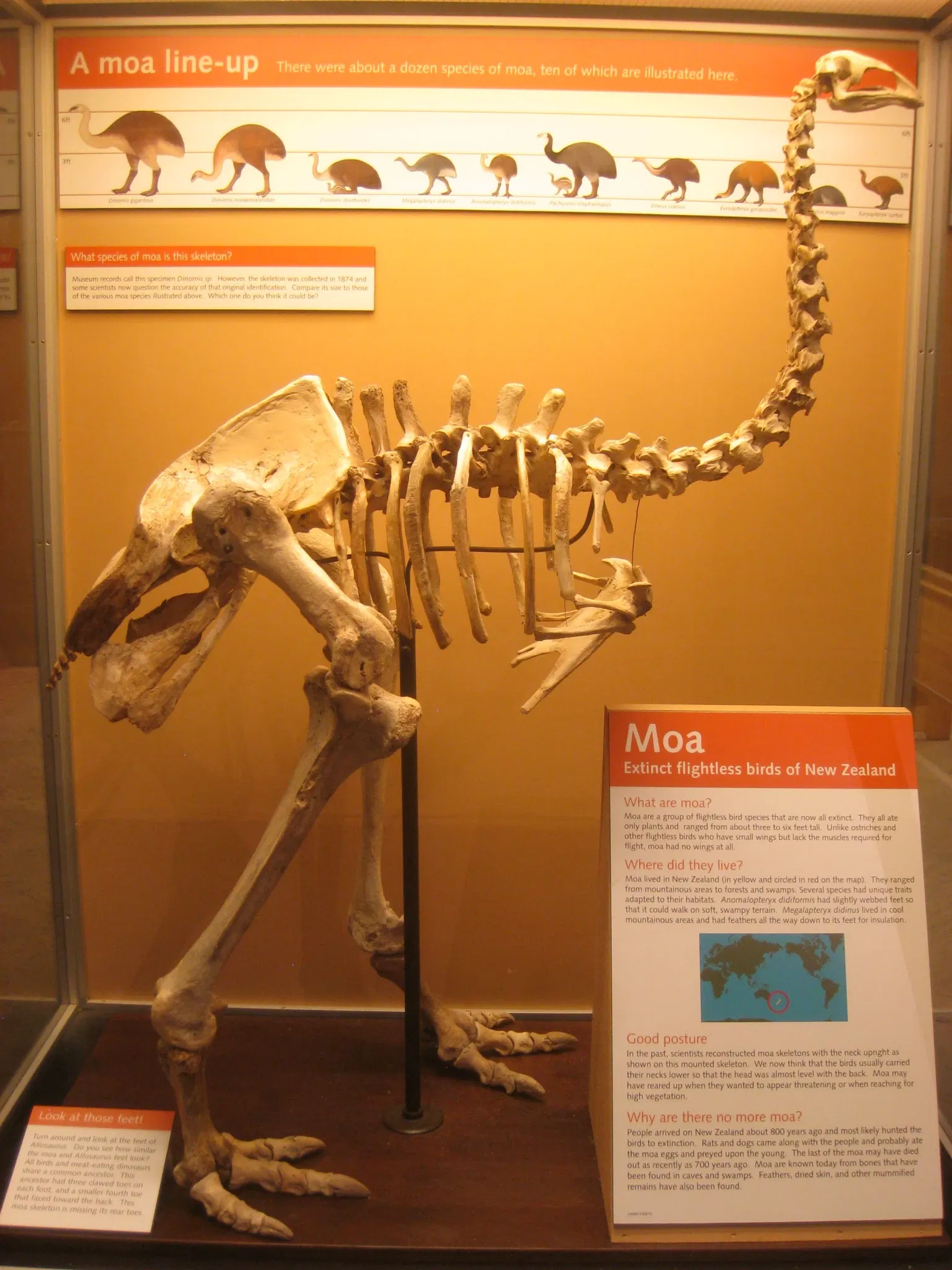 University of Michigan Museum of Natural History