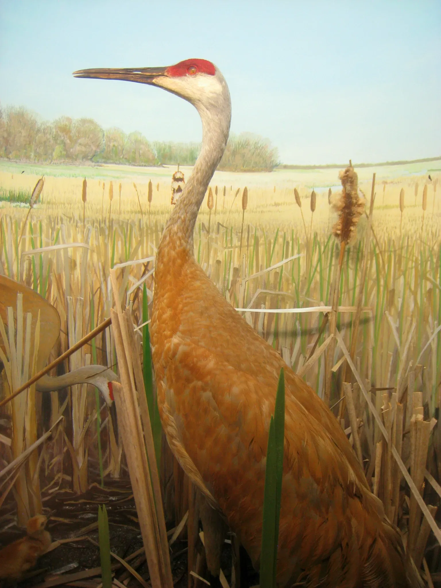 University of Michigan Museum of Natural History