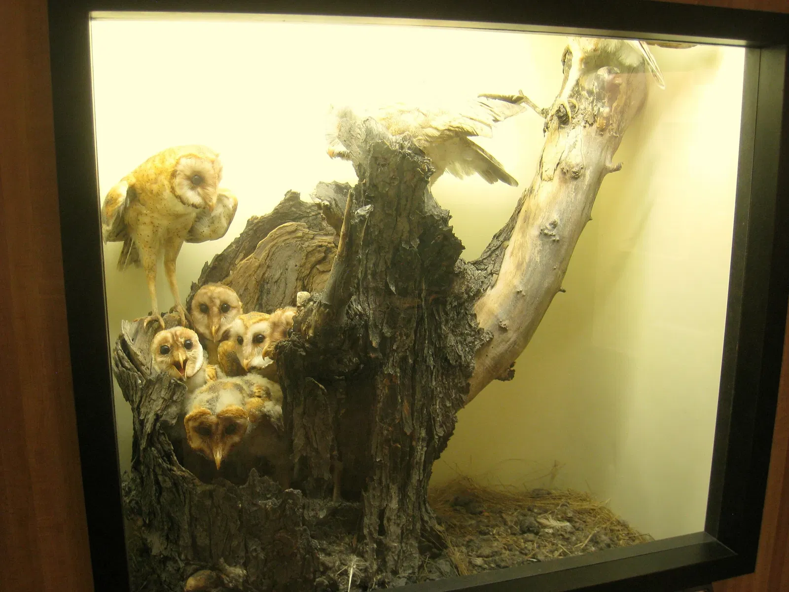 University of Michigan Museum of Natural History