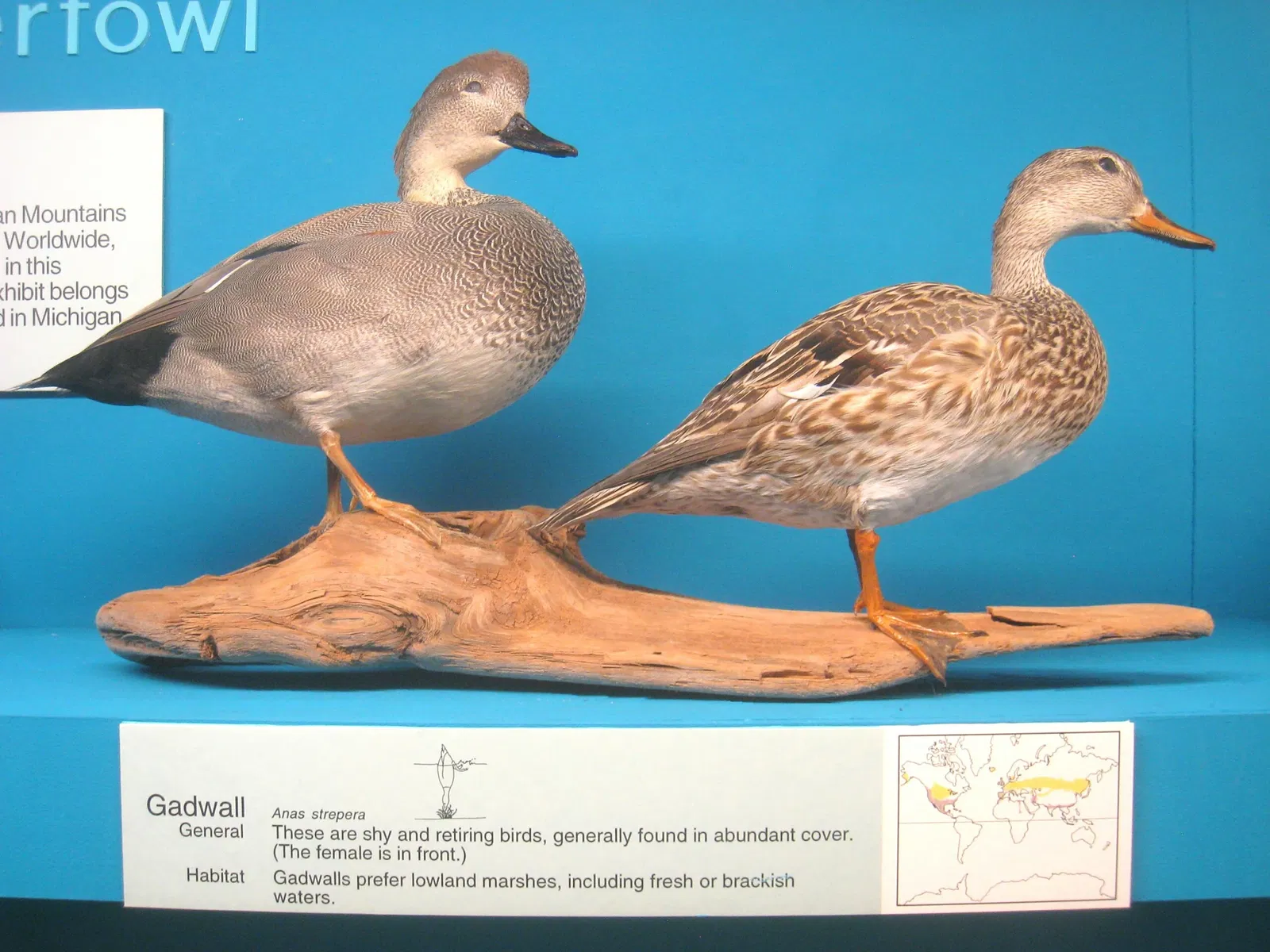 University of Michigan Museum of Natural History