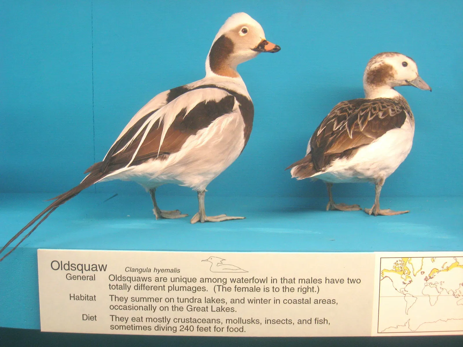 University of Michigan Museum of Natural History