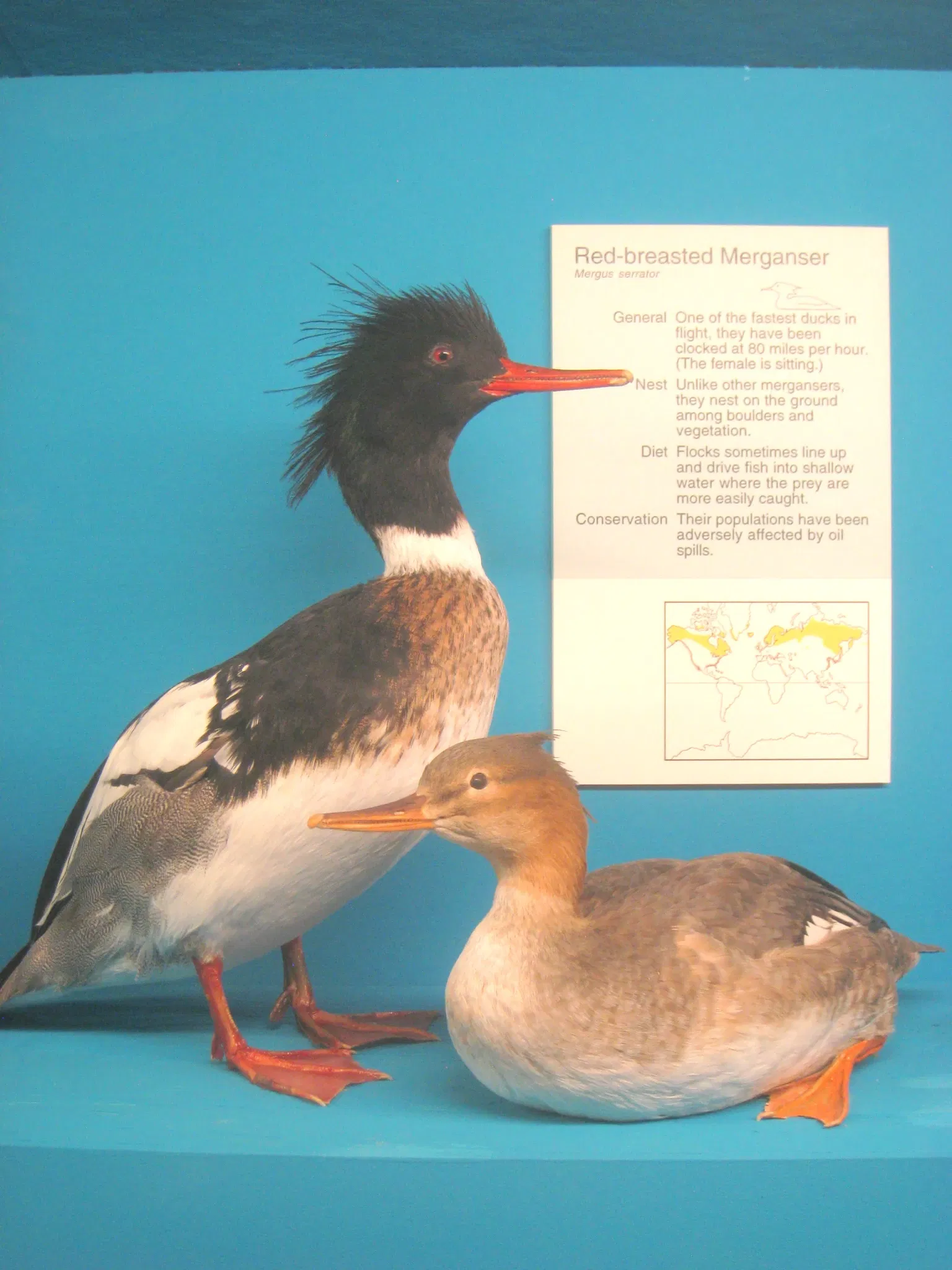 University of Michigan Museum of Natural History