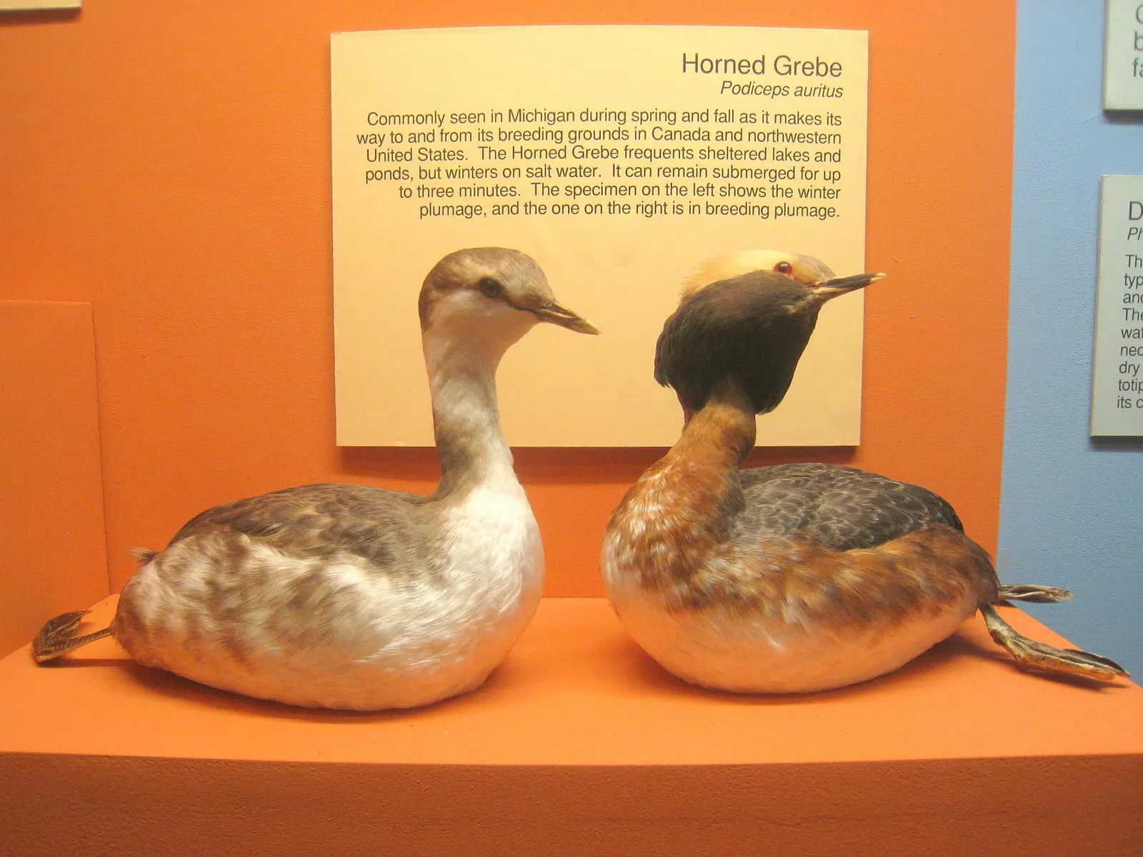 University of Michigan Museum of Natural History