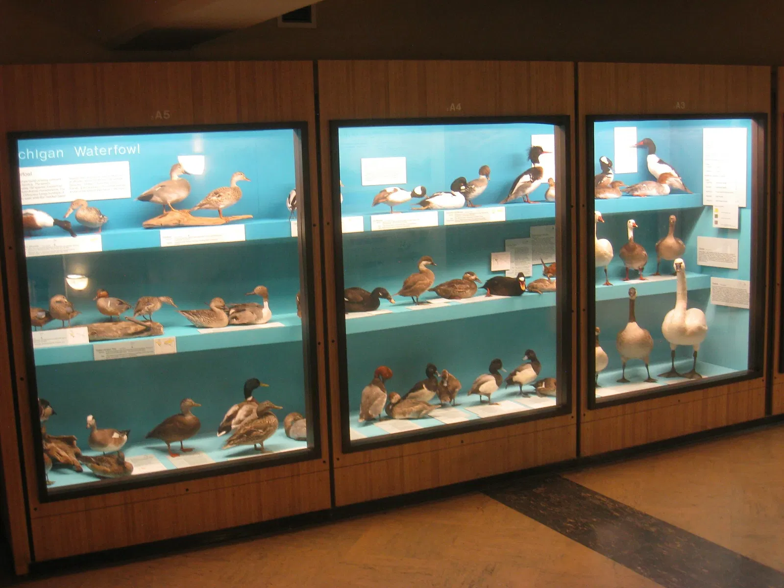 University of Michigan Museum of Natural History