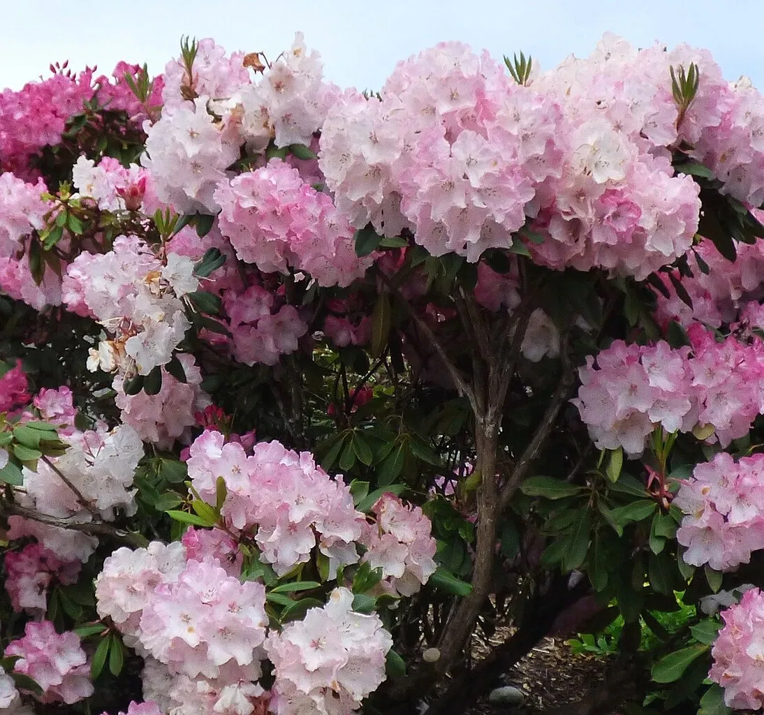 Point Defiance Zoo & Aquarium