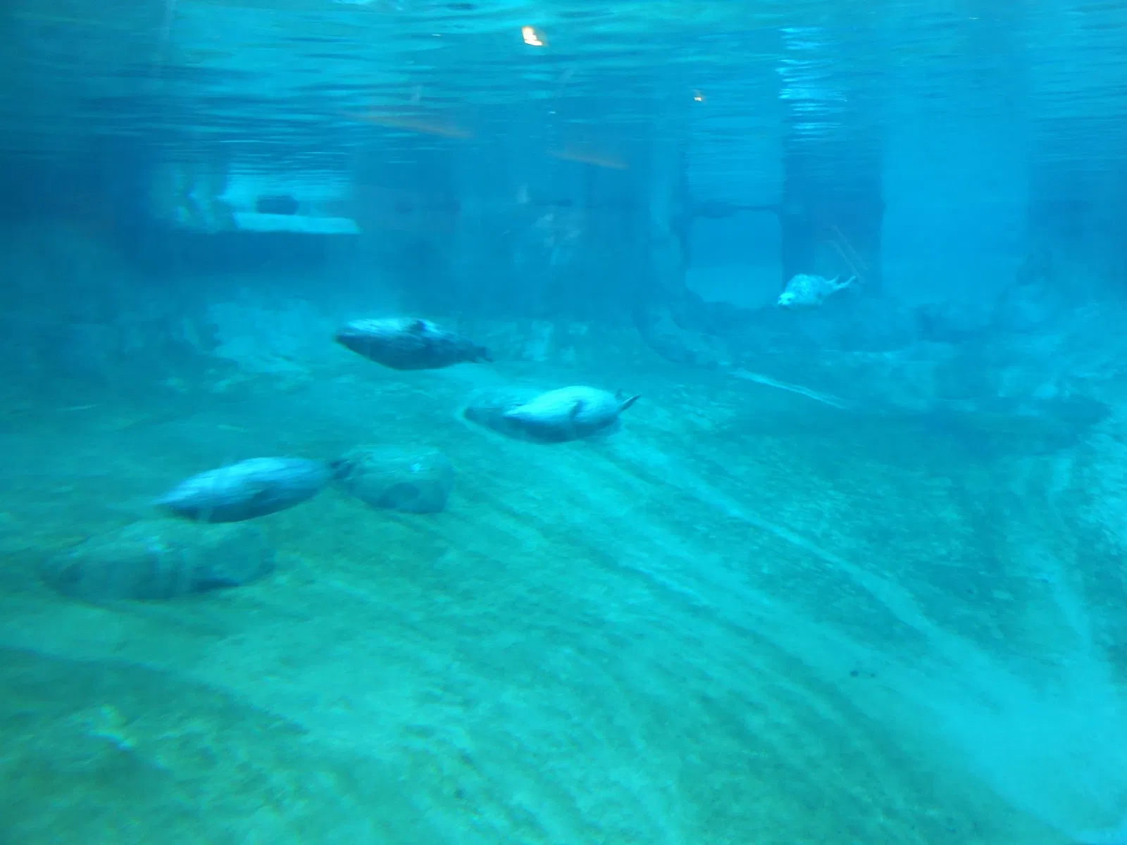Point Defiance Zoo & Aquarium