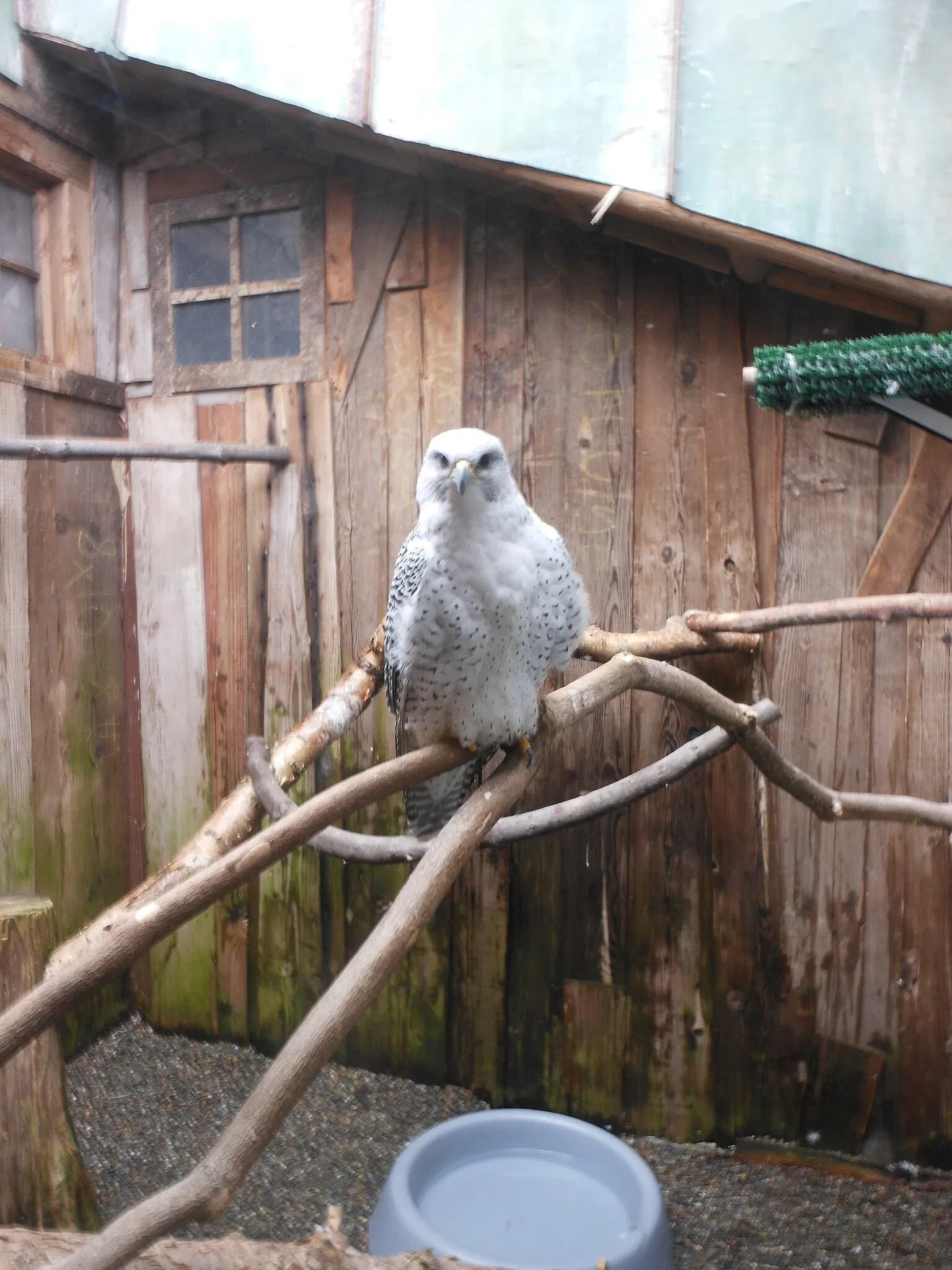 Zoo et Aquarium de Point Defiance