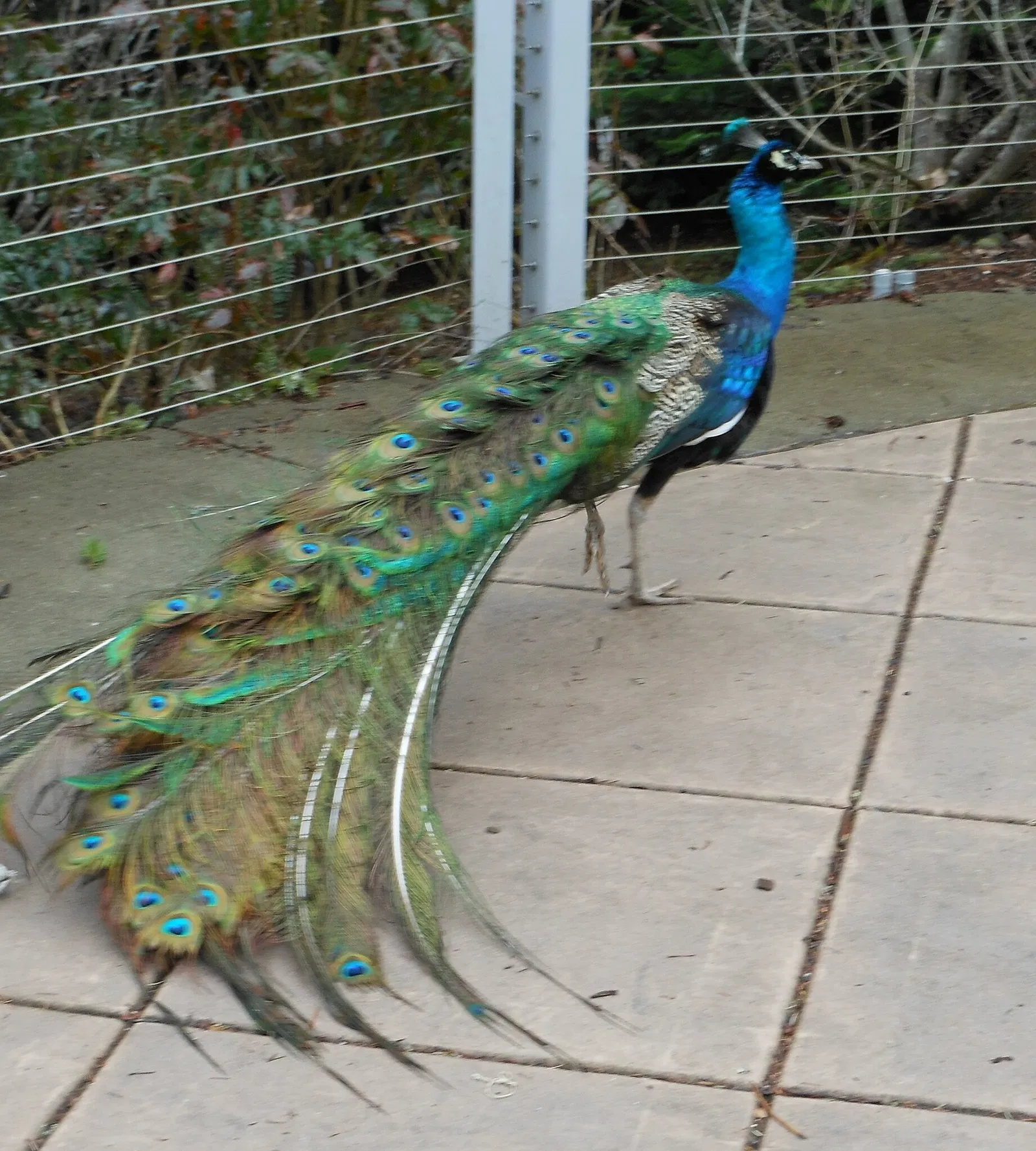 Zoo et Aquarium de Point Defiance