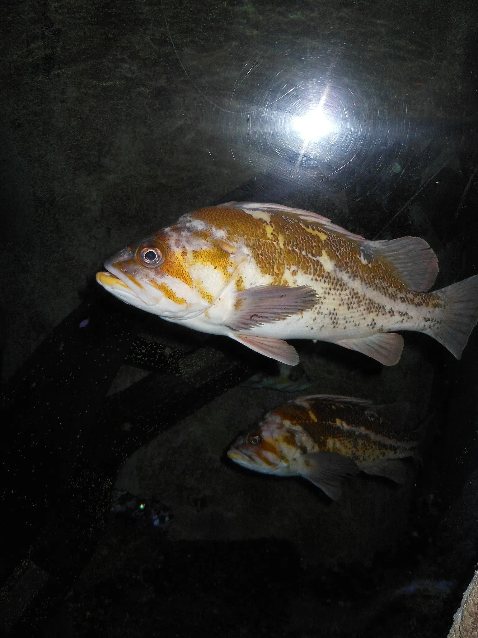 Point Defiance Zoo & Aquarium