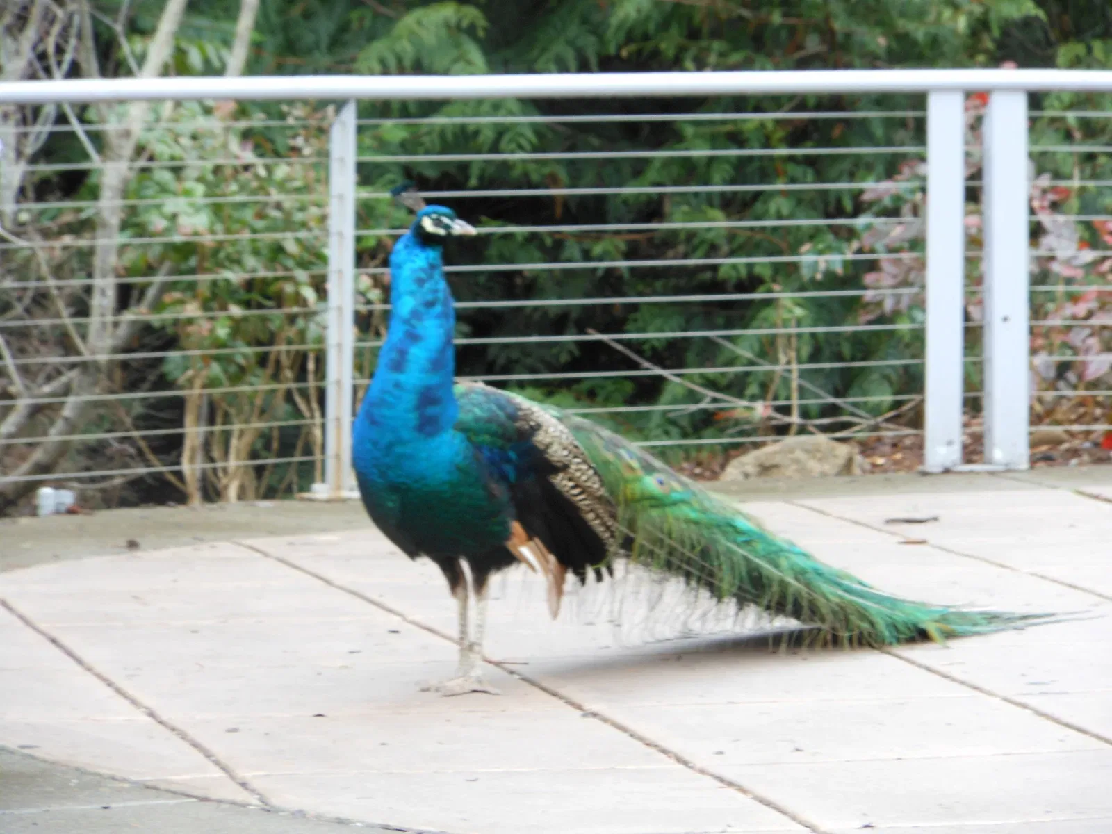 Zoo et Aquarium de Point Defiance