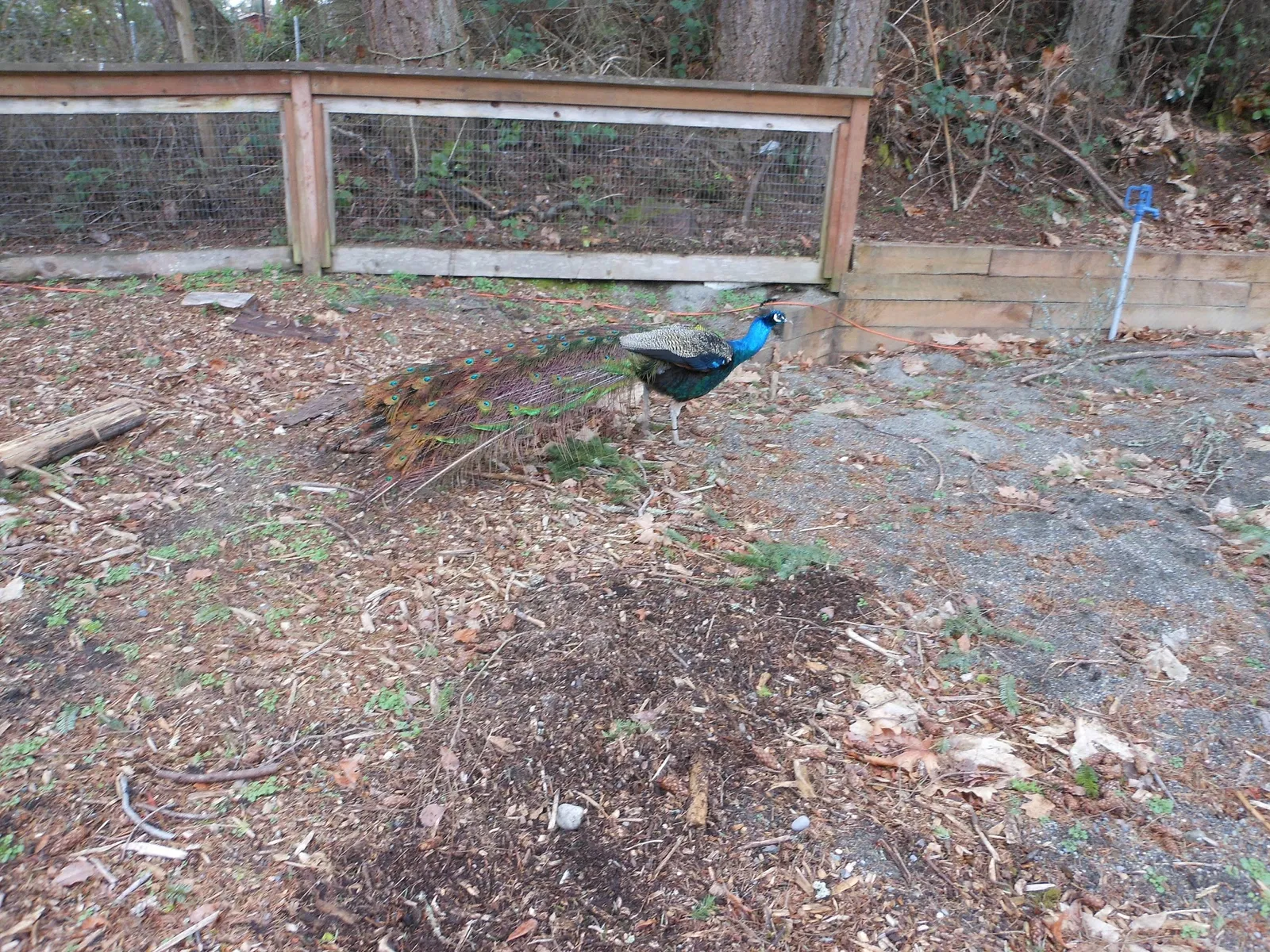 Zoo et Aquarium de Point Defiance