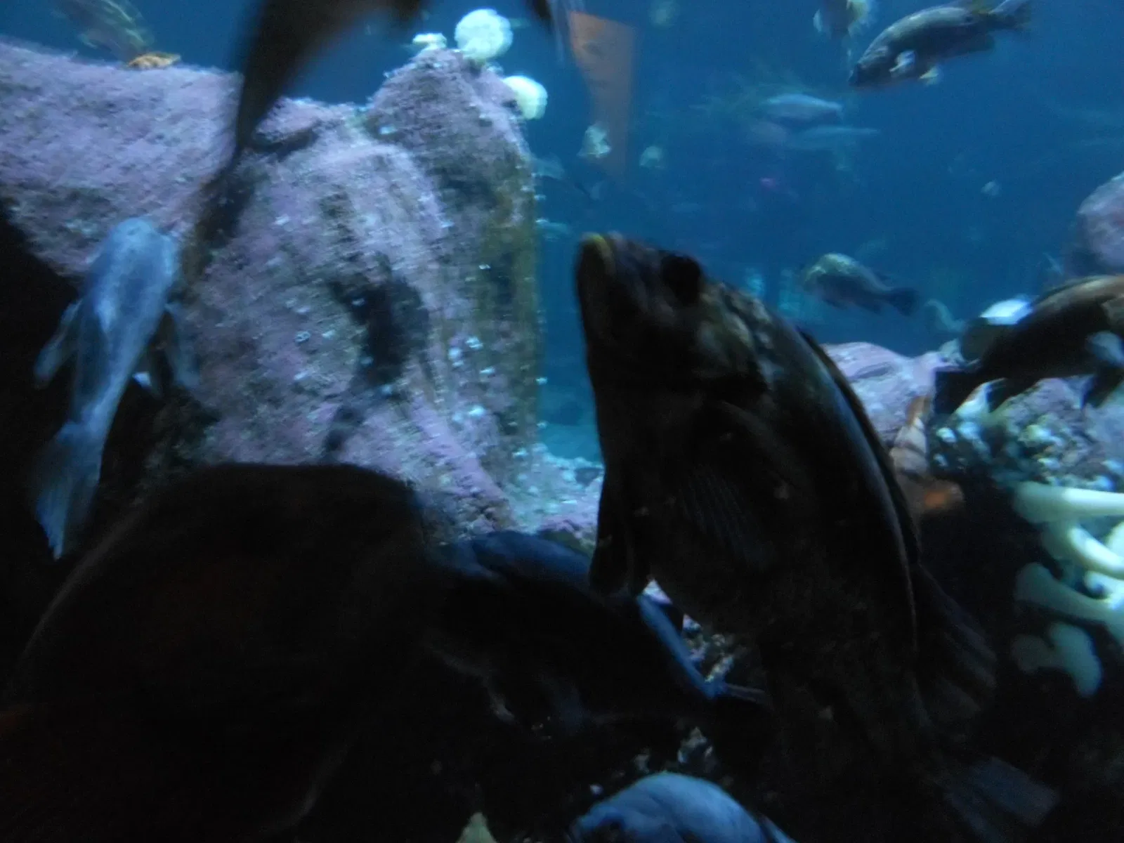 Zoo et Aquarium de Point Defiance