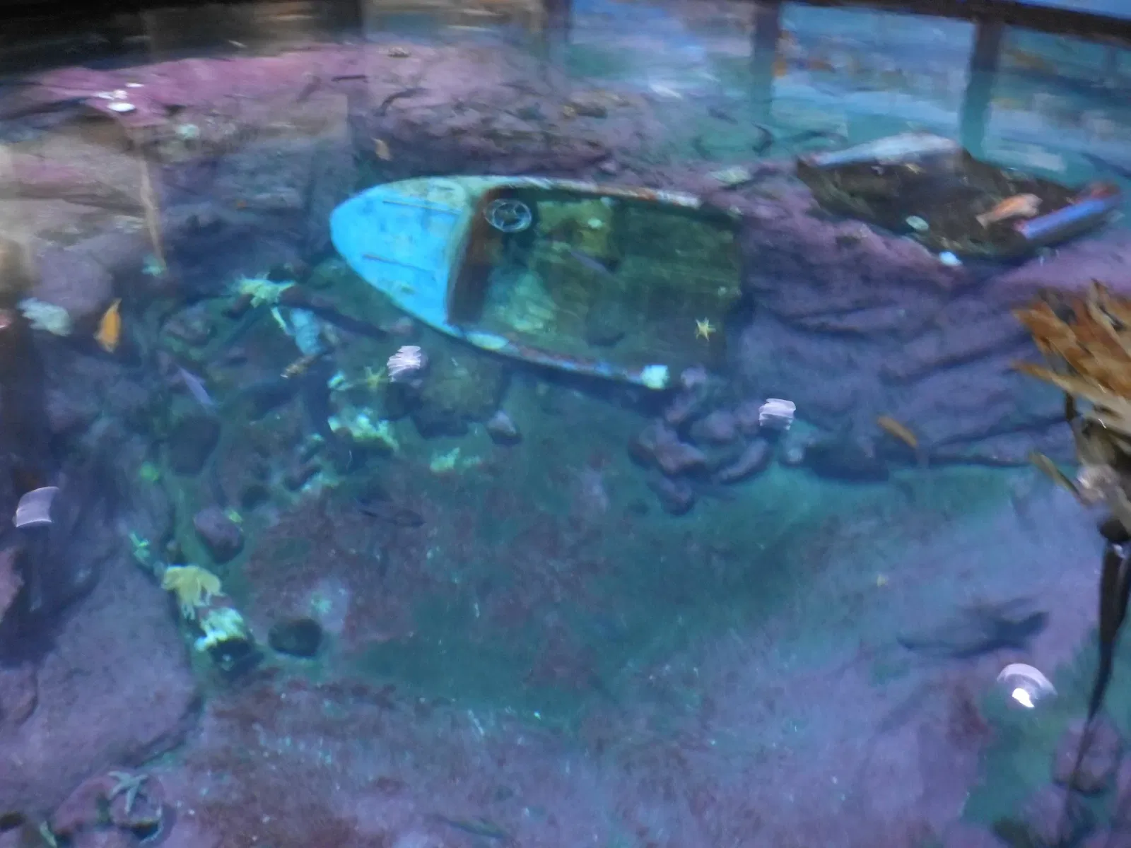 Zoo et Aquarium de Point Defiance