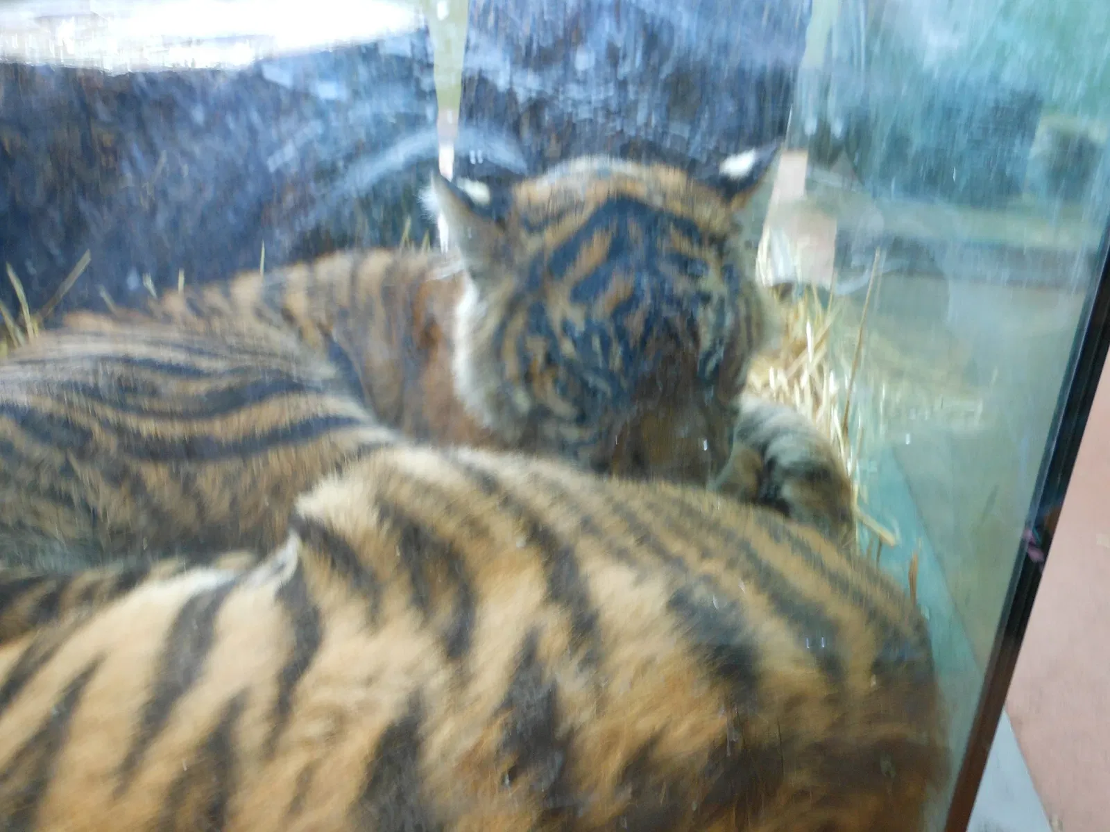 Zoo et Aquarium de Point Defiance