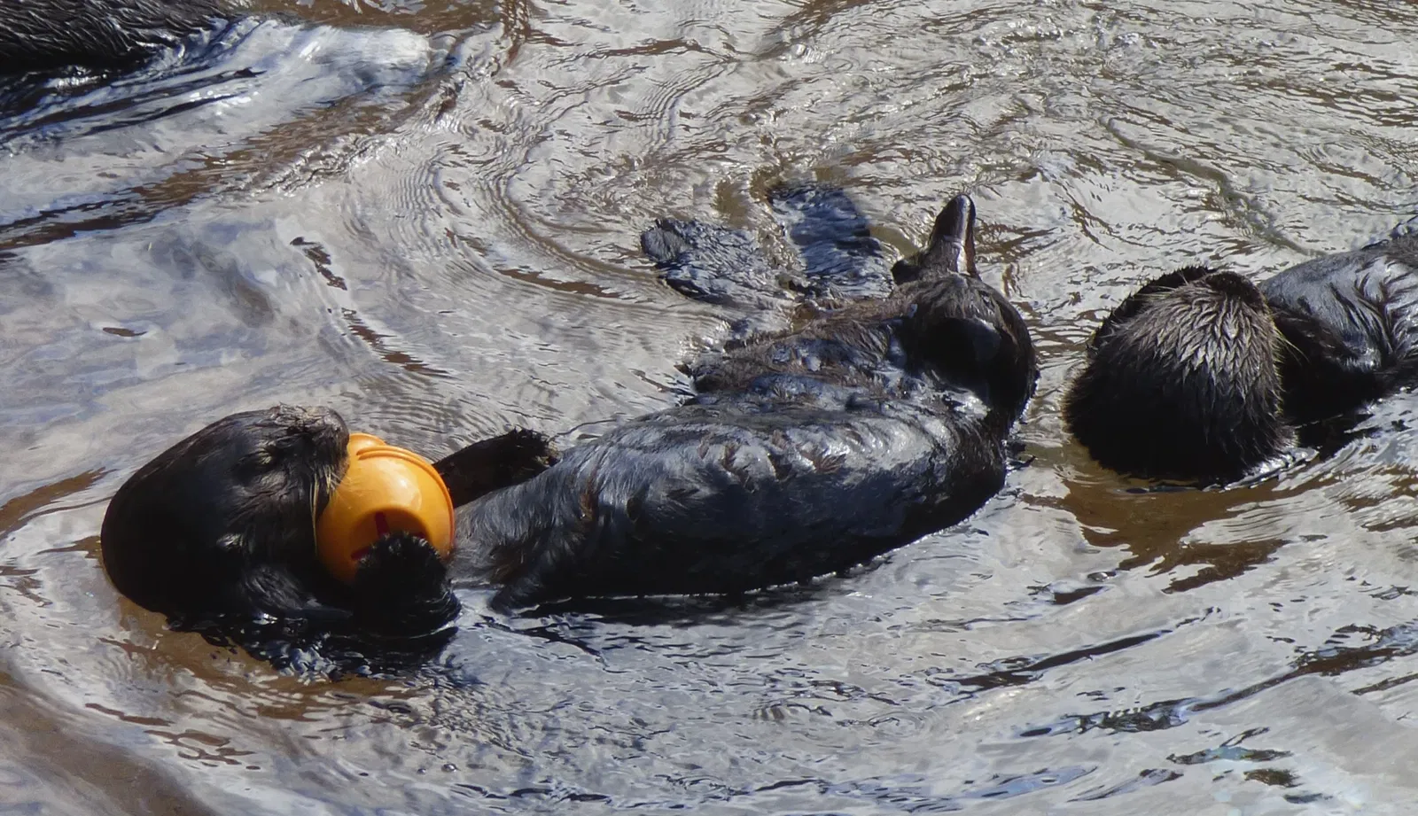 Zoo et Aquarium de Point Defiance
